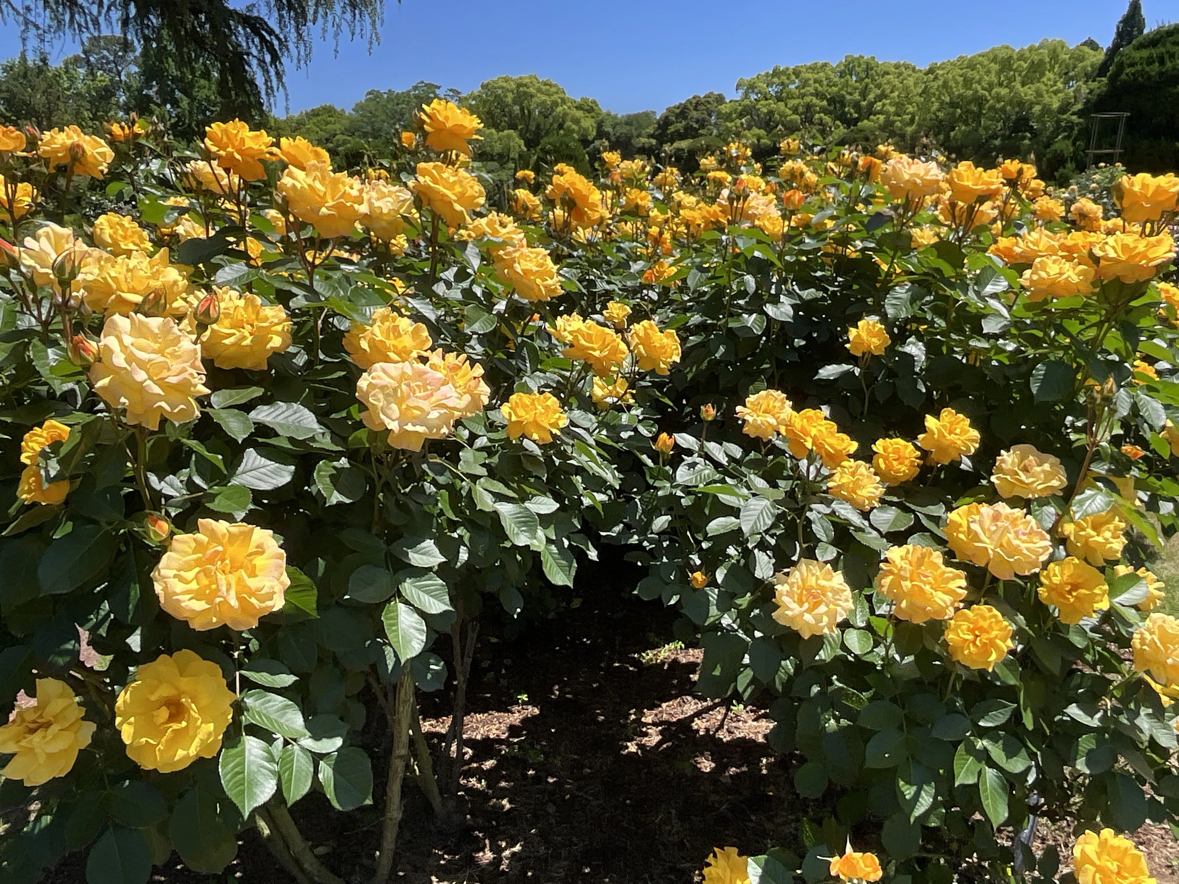 ゴールドマリー '84（京都府立植物園）：2026年5月8日（金）｜藤井秀昭