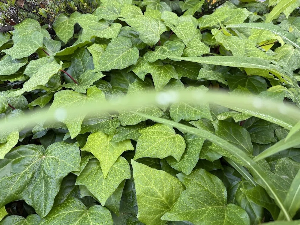 2026年-風薫る爽やかな五月Mayであれ・・・植物模様：葉っぱの上