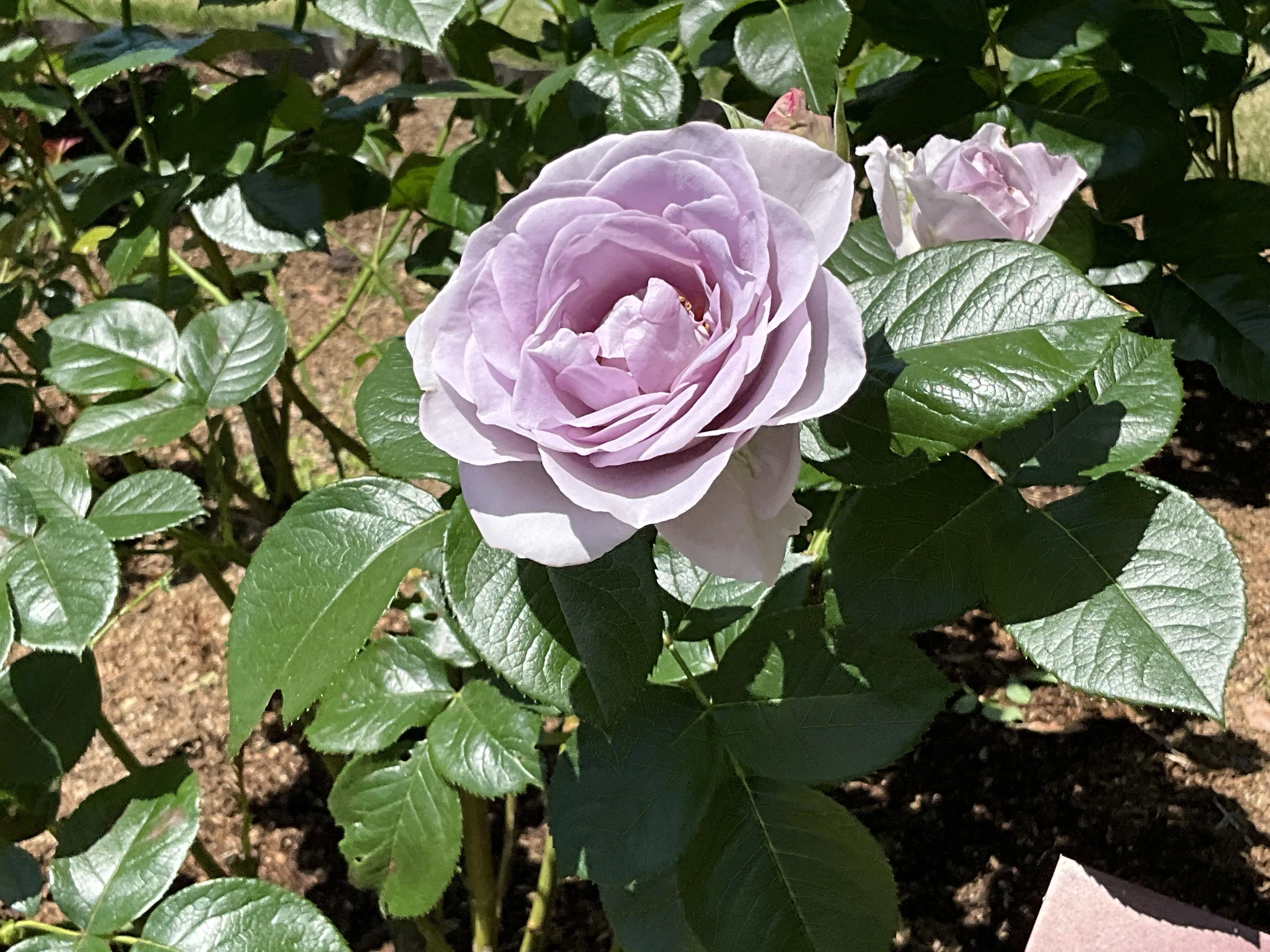 ブルー・バユー（京都府立植物園）：2026年5月10日（日）｜藤井秀昭