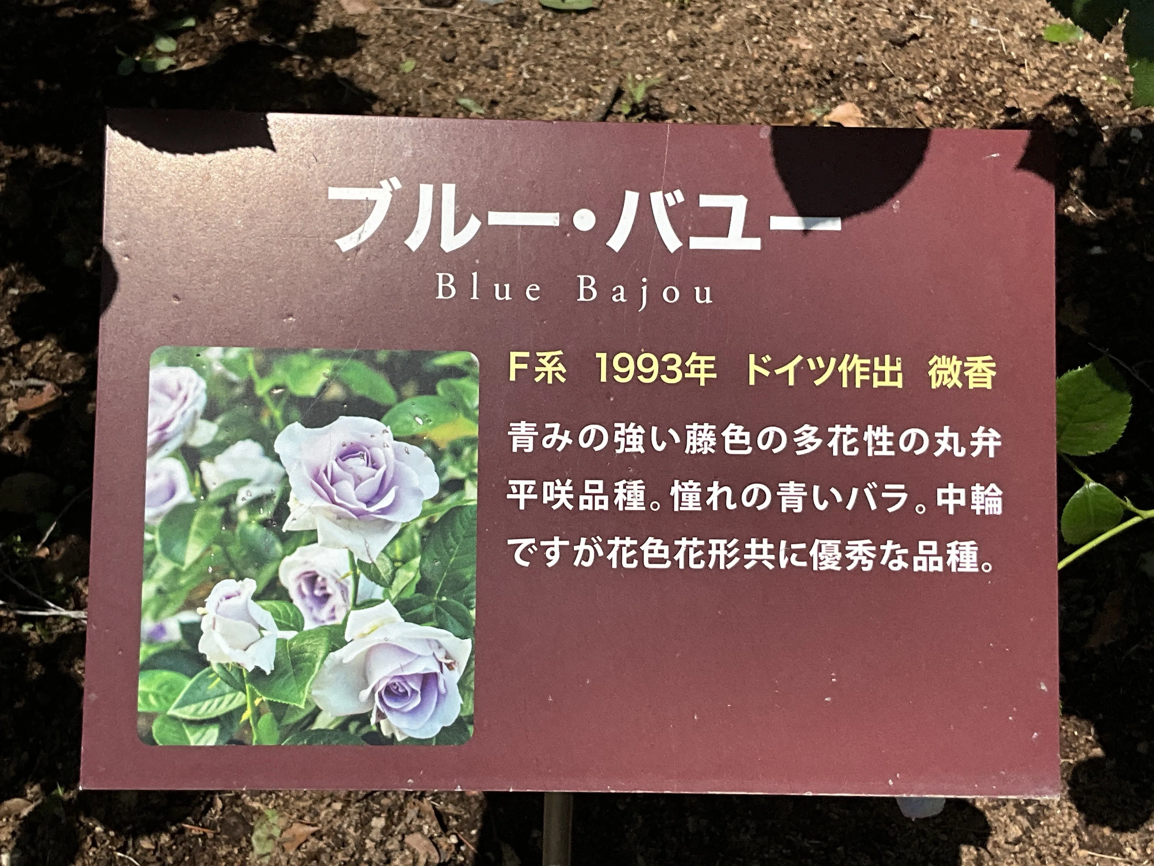 ばらここ ページ ブルー・バユー（京都府立植物園）：2026年5月10日（日）｜藤井秀昭