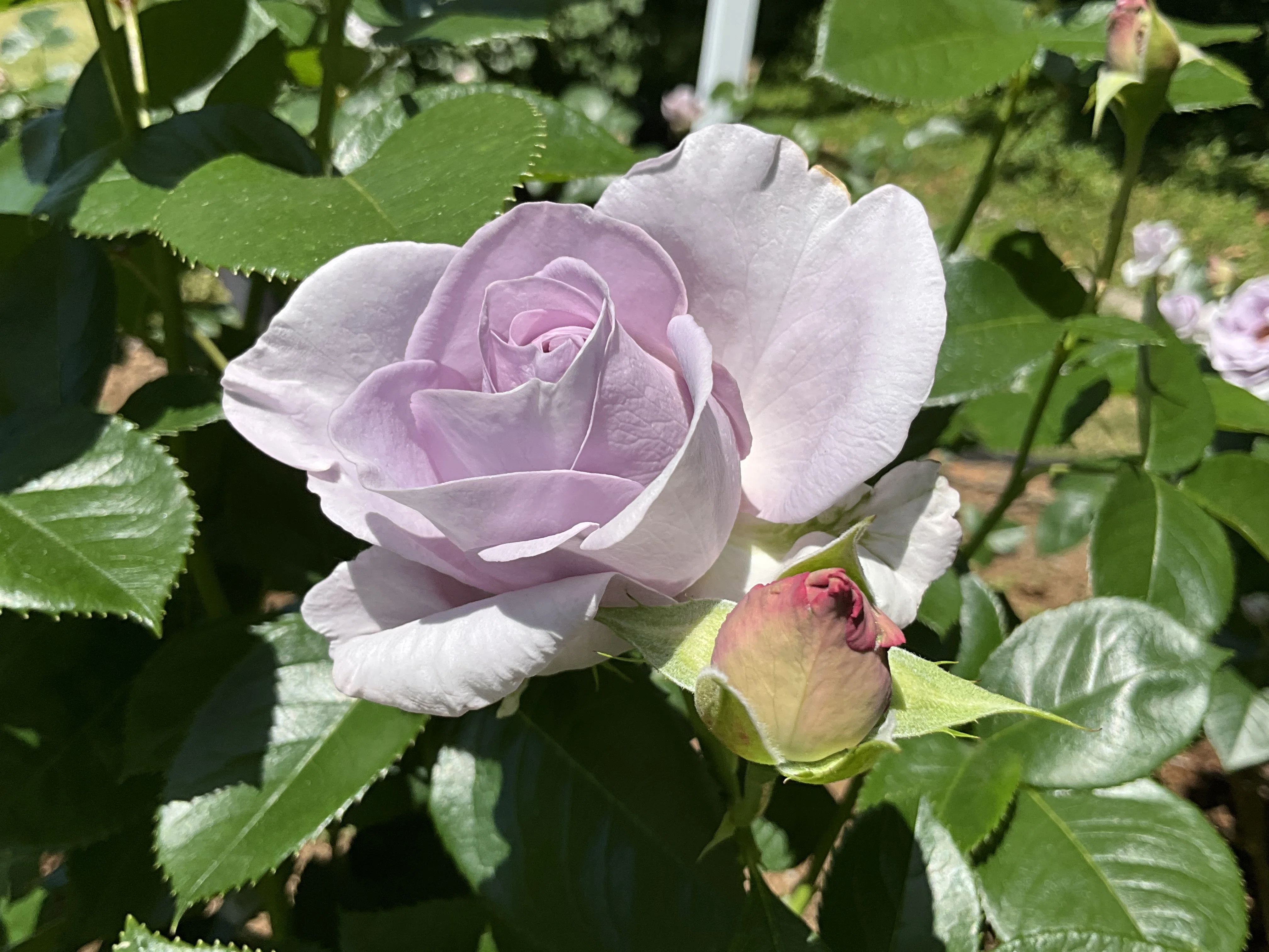 ブルー・バユー（京都府立植物園）：2026年5月10日（日）｜藤井秀昭
