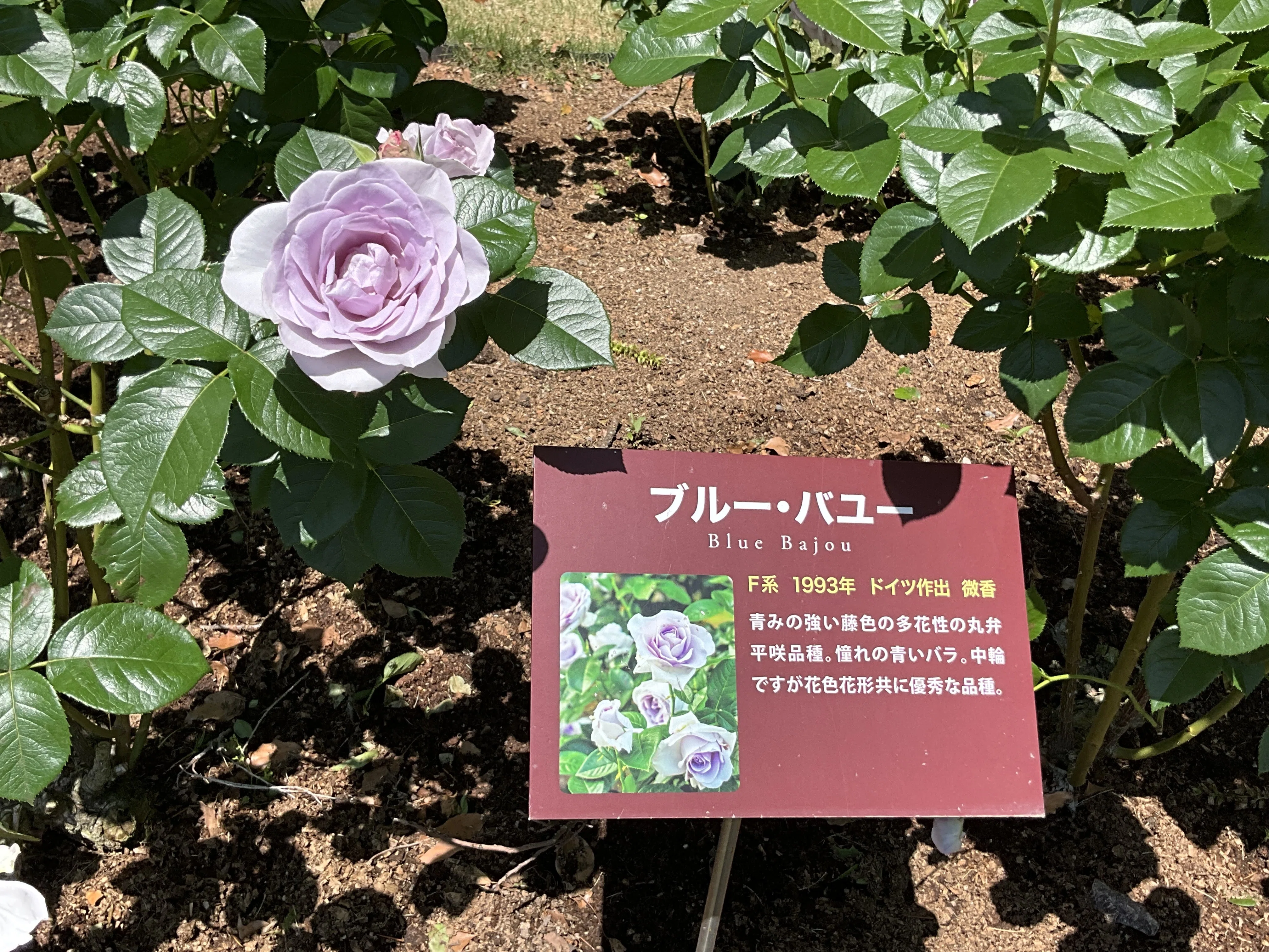 ブルー・バユー（京都府立植物園）：2026年5月10日（日）｜藤井秀昭