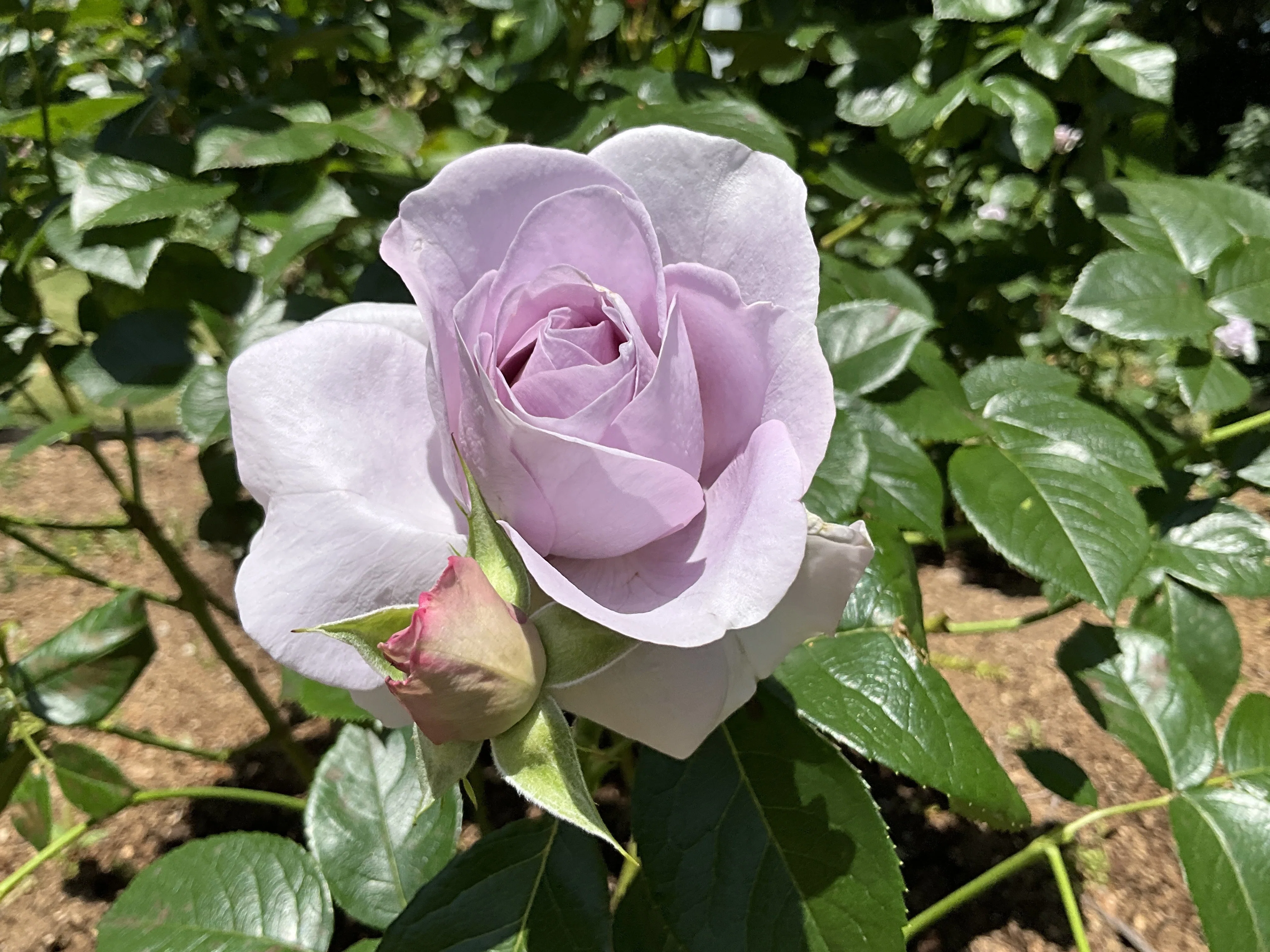 グレー猫ちゃんとメタリックなブルー系薔薇の花畑のハートトップボールペン❤ ブルー・バユー（京都府立植物園）：2026年5月10日（日）｜藤井秀昭