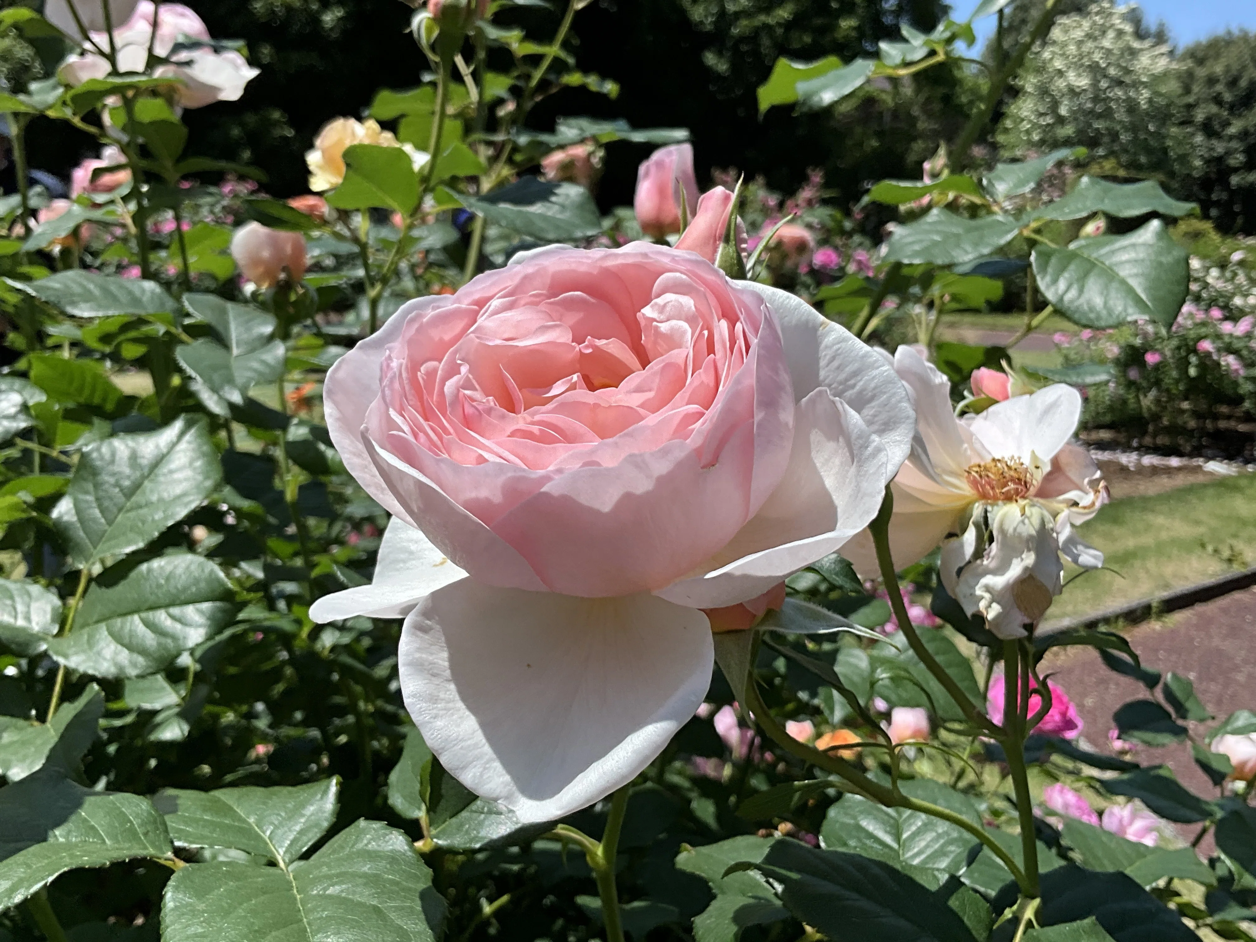 イングリッシュ・ヘリテージ（京都府立植物園）：2026年5月10日（日