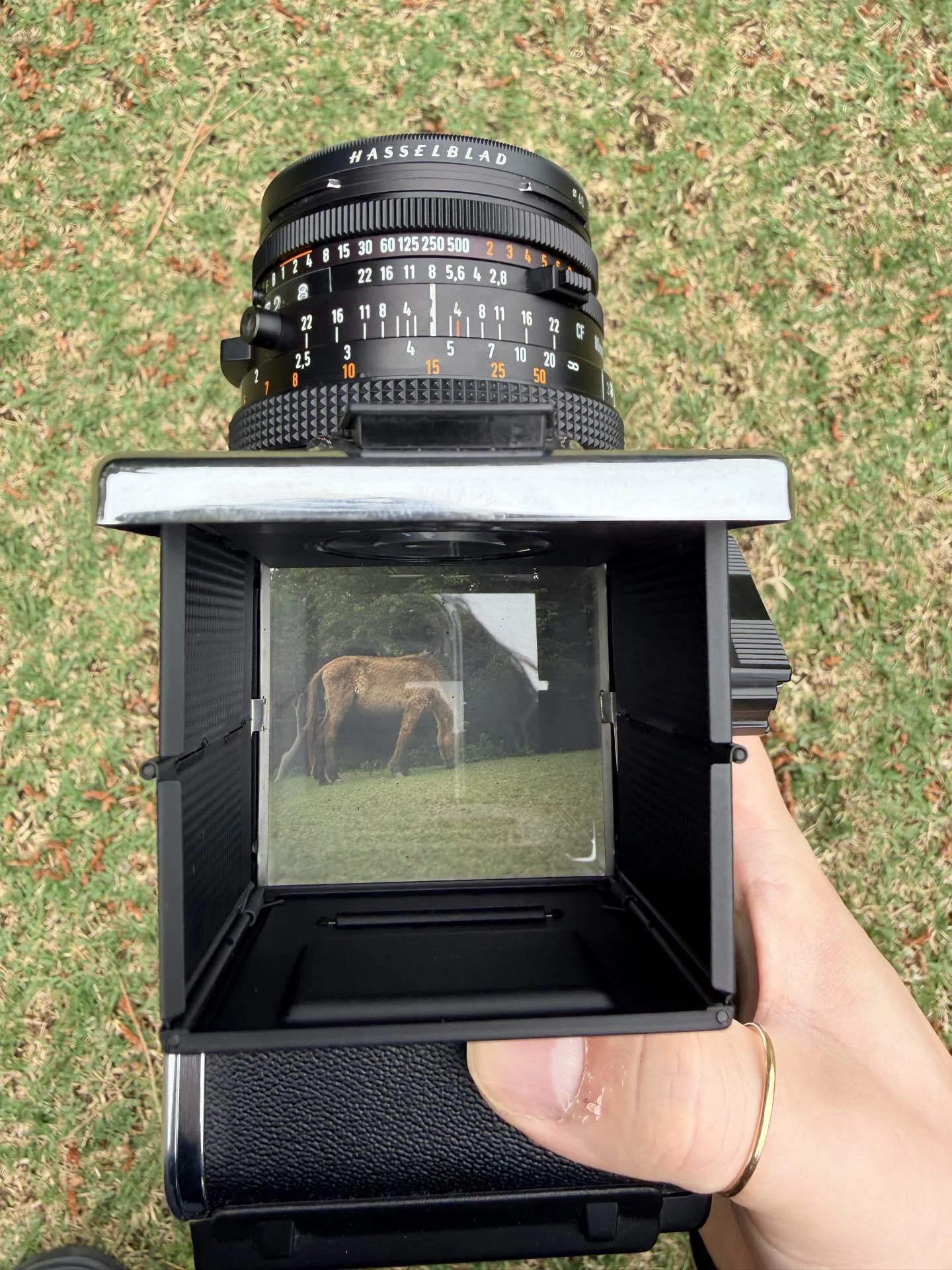 HASSELBLAD 500C/Mの撮影体験が想像の500倍良かった話｜sadasue