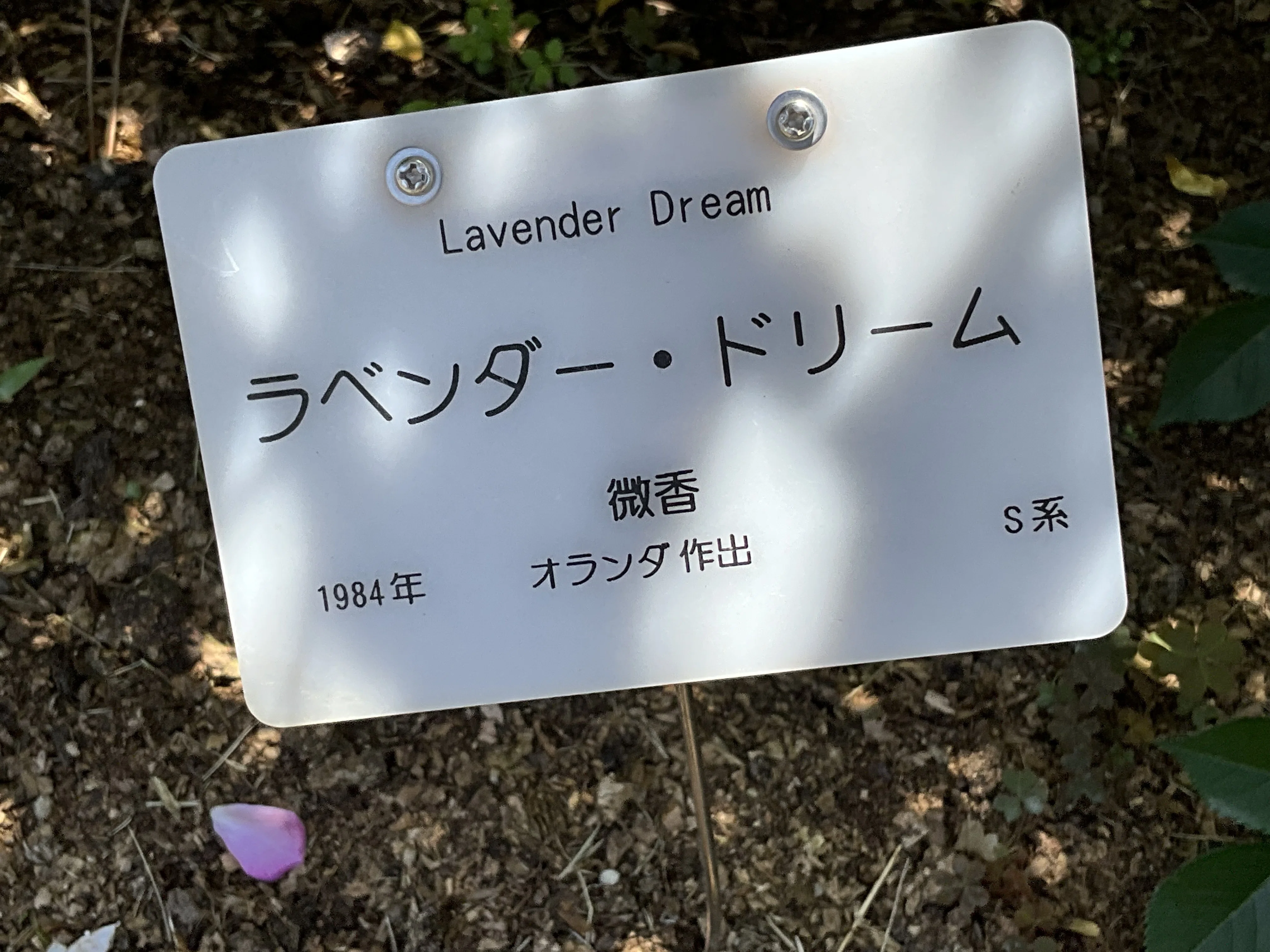 ラベンダー・ドリーム（京都府立植物園）：2026年5月11日（月）｜藤井