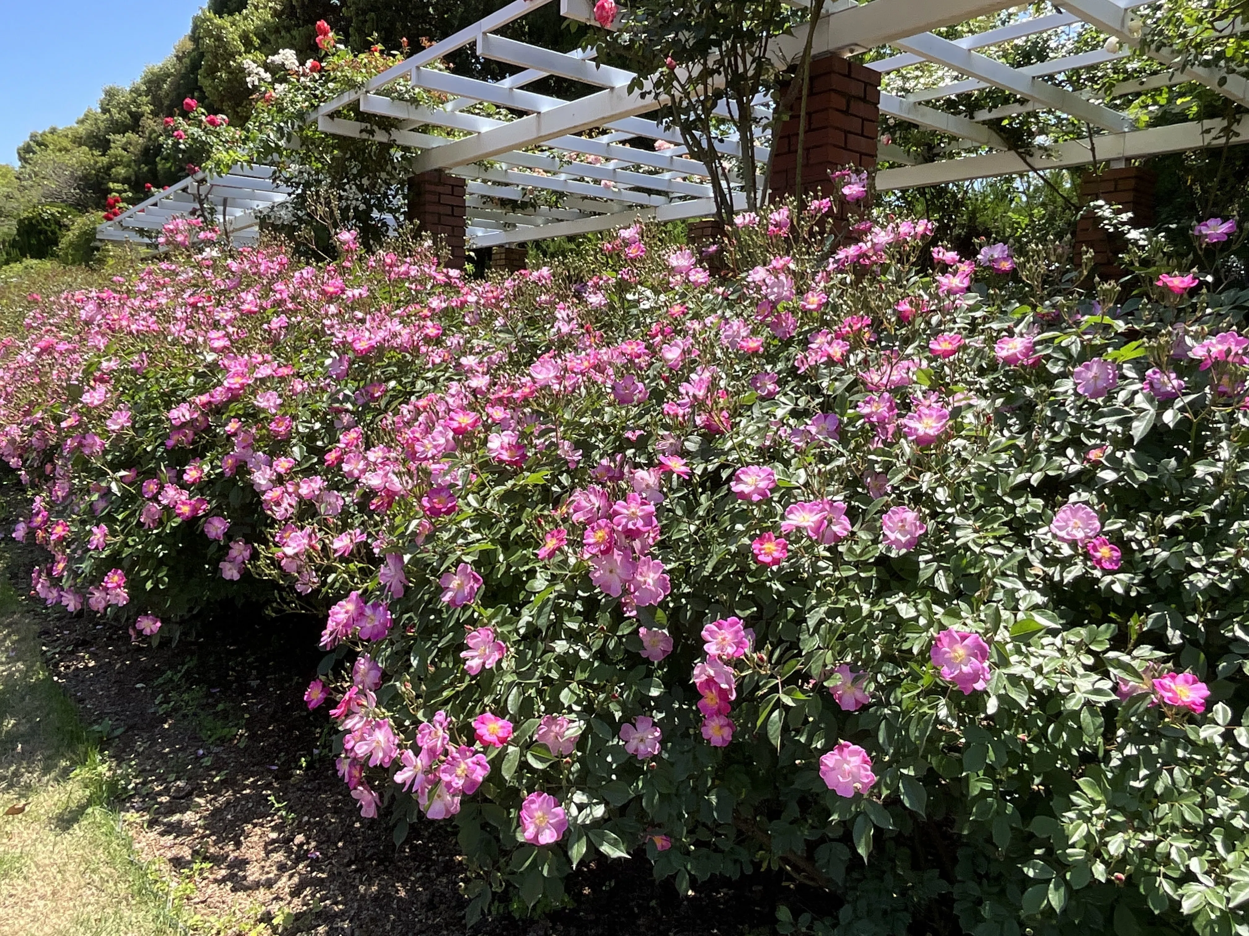 ラベンダー・ドリーム（京都府立植物園）：2026年5月11日（月）｜藤井