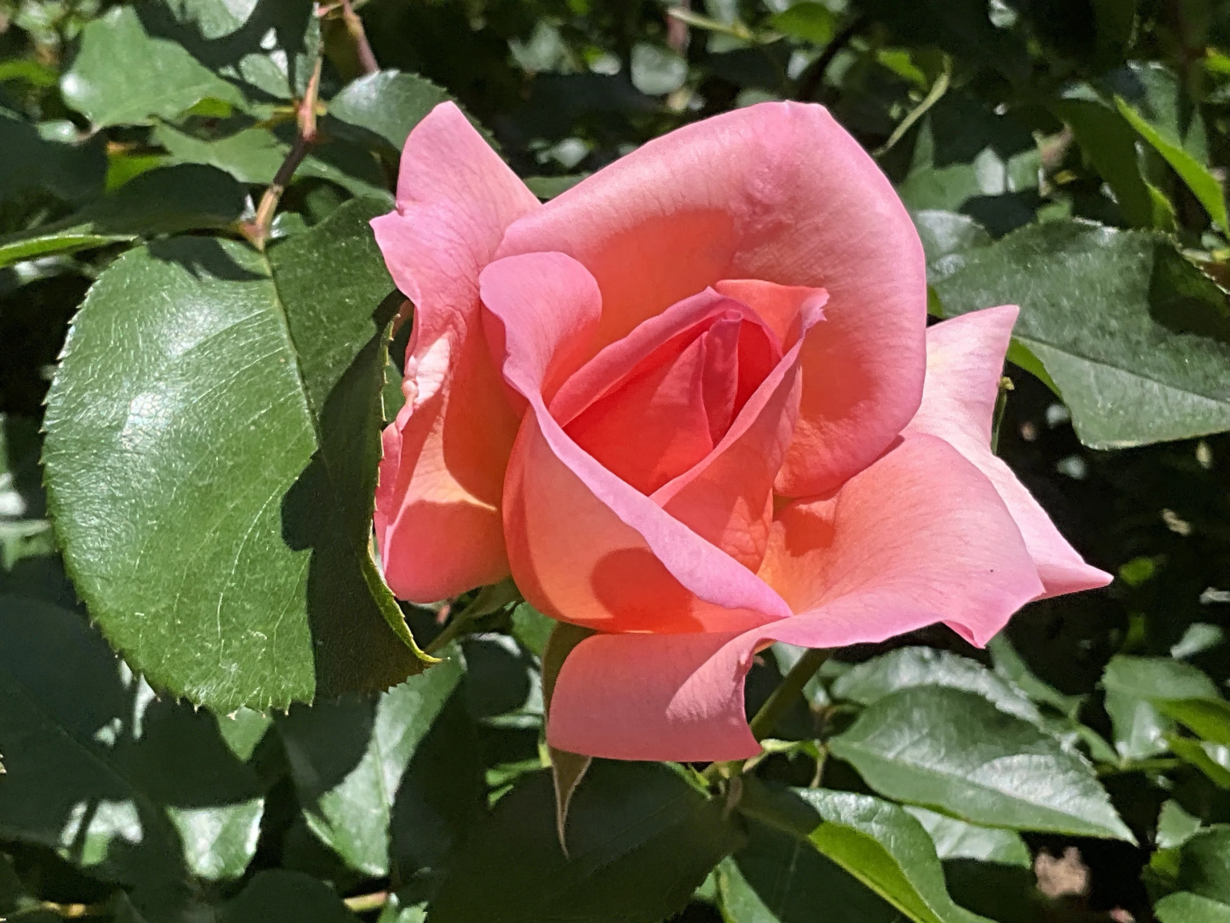 ザンブラ'93（京都府立植物園）：2026年5月10日（日）｜藤井秀昭