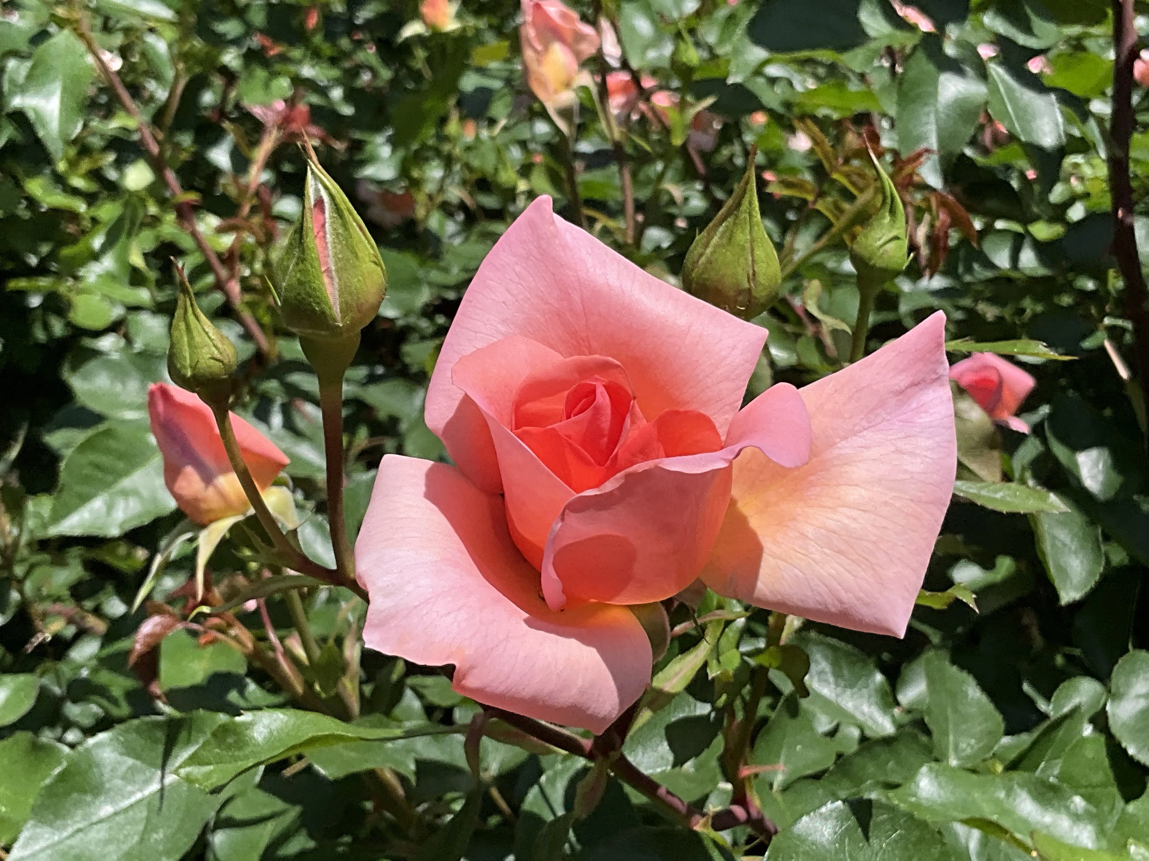 ザンブラ'93（京都府立植物園）：2026年5月10日（日）｜藤井秀昭