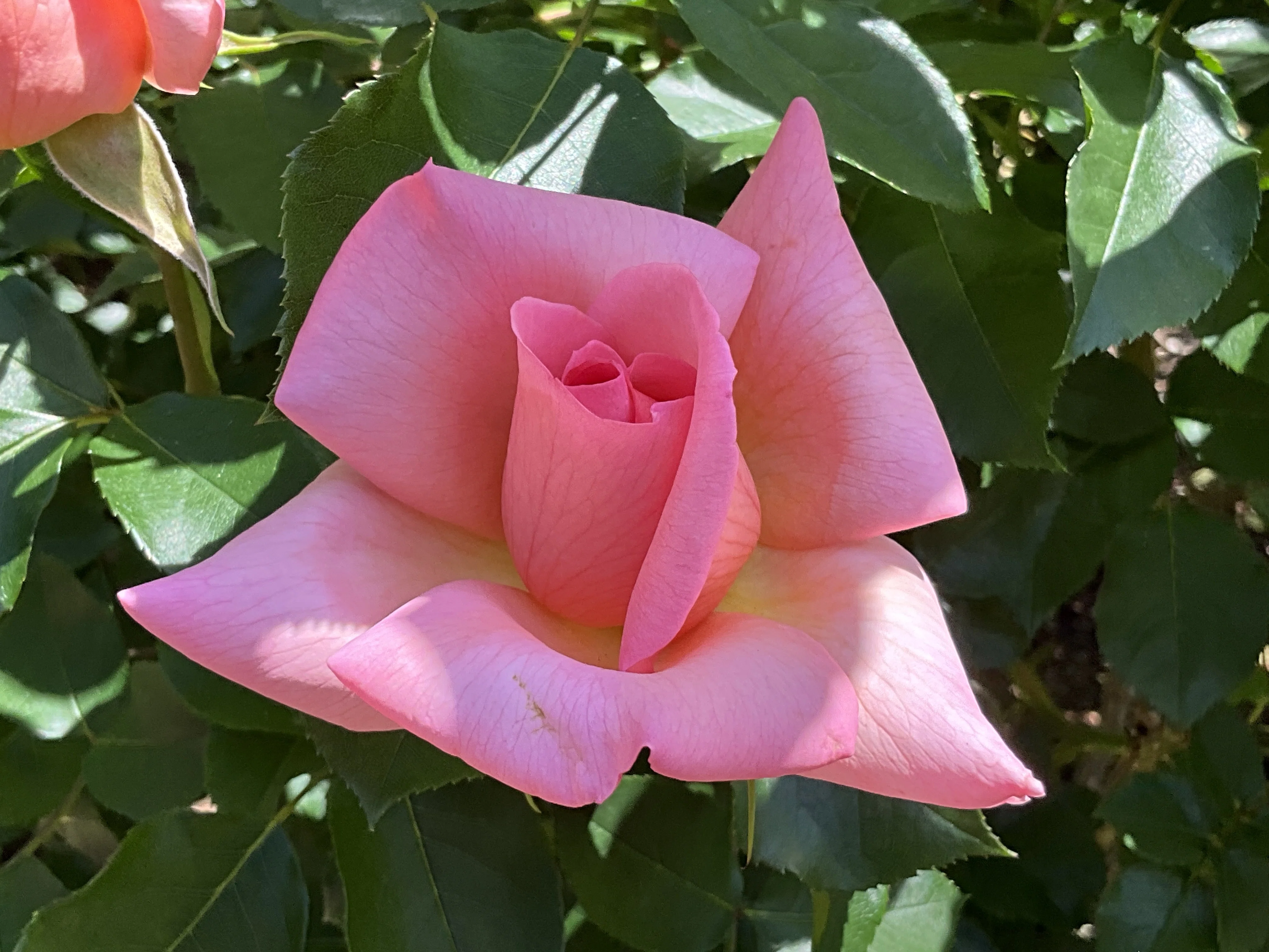 ザンブラ'93（京都府立植物園）：2026年5月10日（日）｜藤井秀昭
