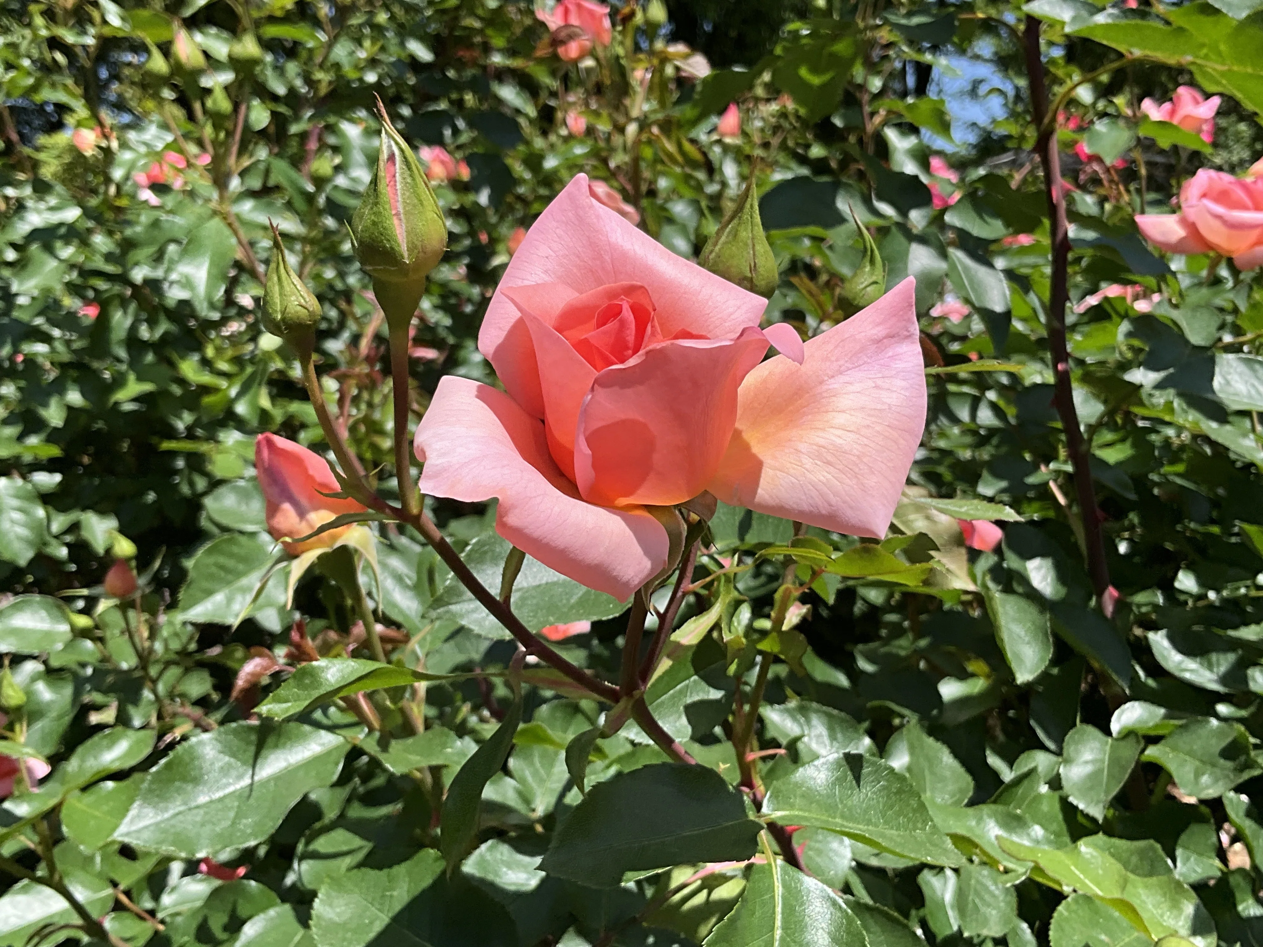 ザンブラ'93（京都府立植物園）：2026年5月10日（日）｜藤井秀昭