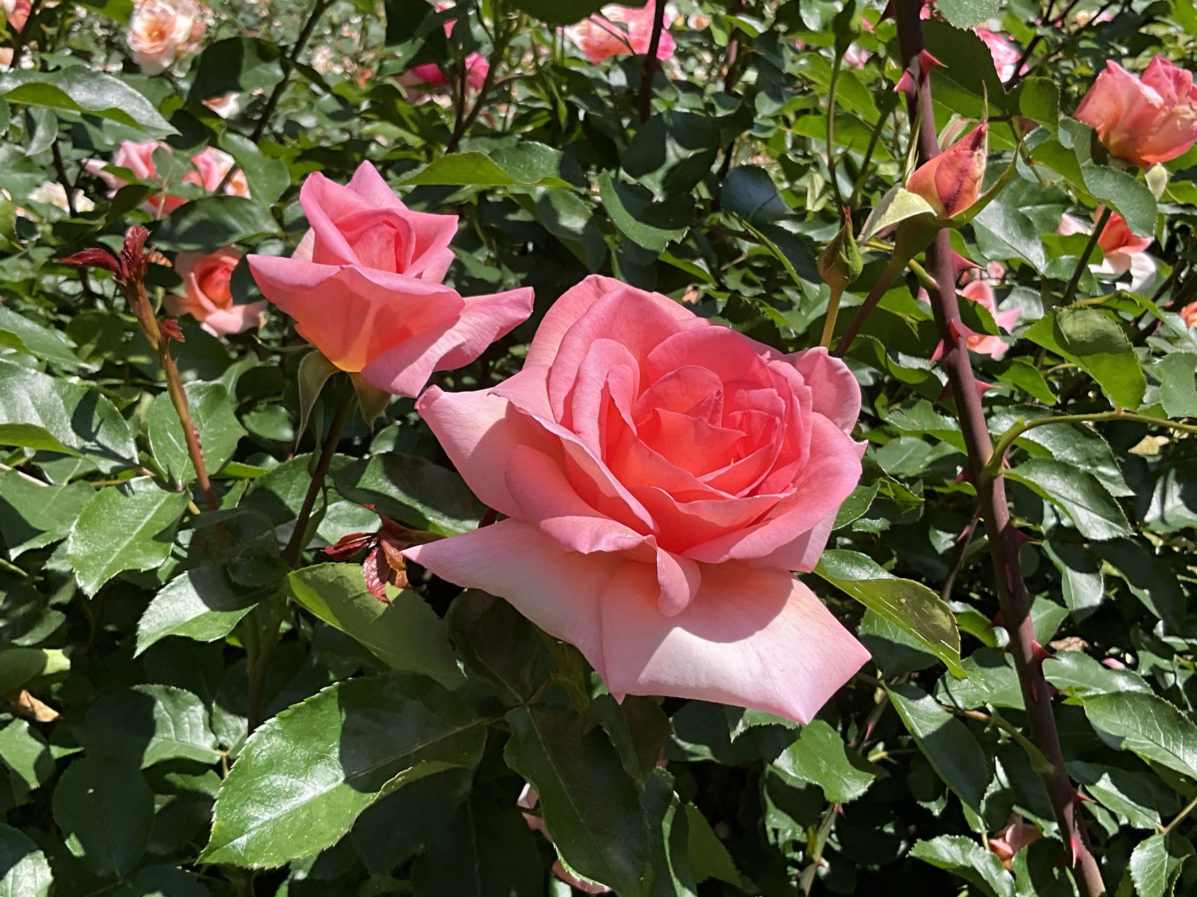 ザンブラ'93(京都府立植物園):2026年5月10日(日)|藤井秀昭 ザンブラ'93(京都府立植物園):2026年5月10日(日)|藤井秀昭