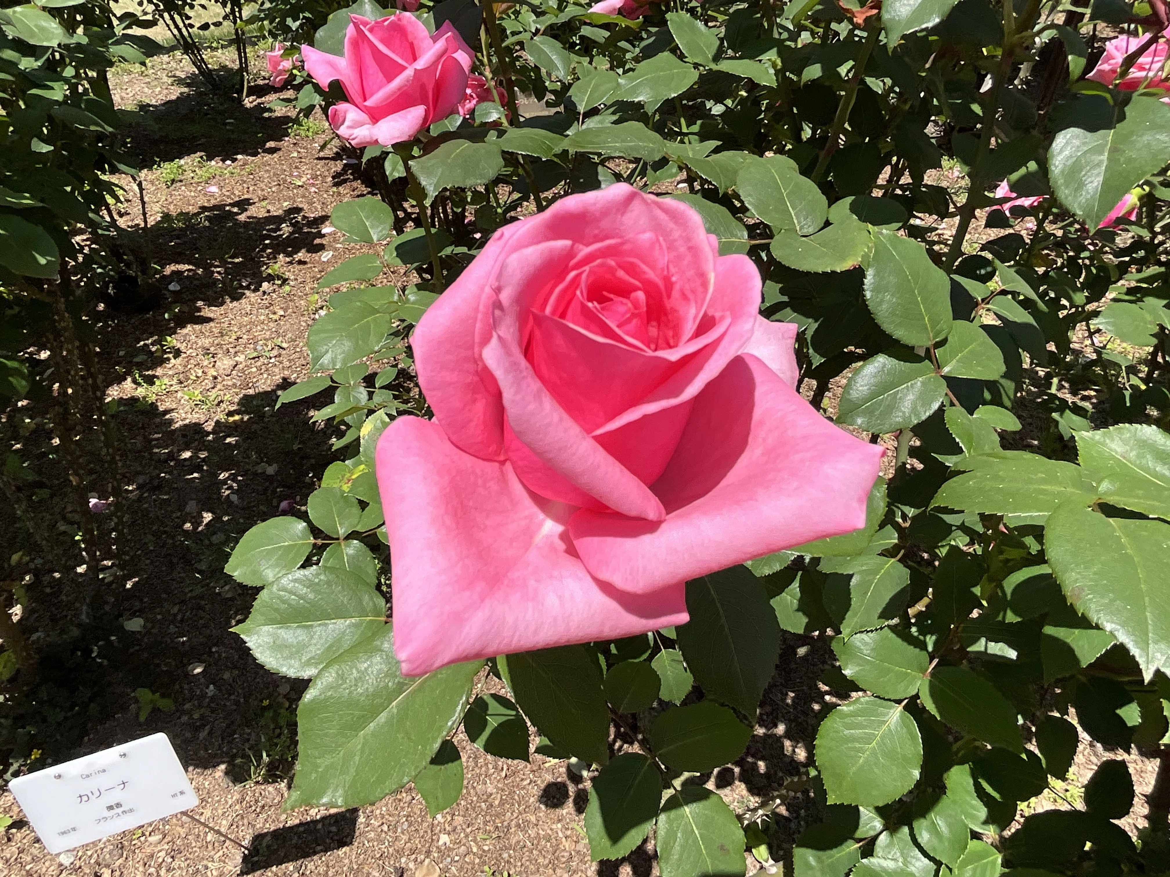 カリーナ（京都府立植物園）：2026年5月10日（日）｜藤井秀昭（『京都