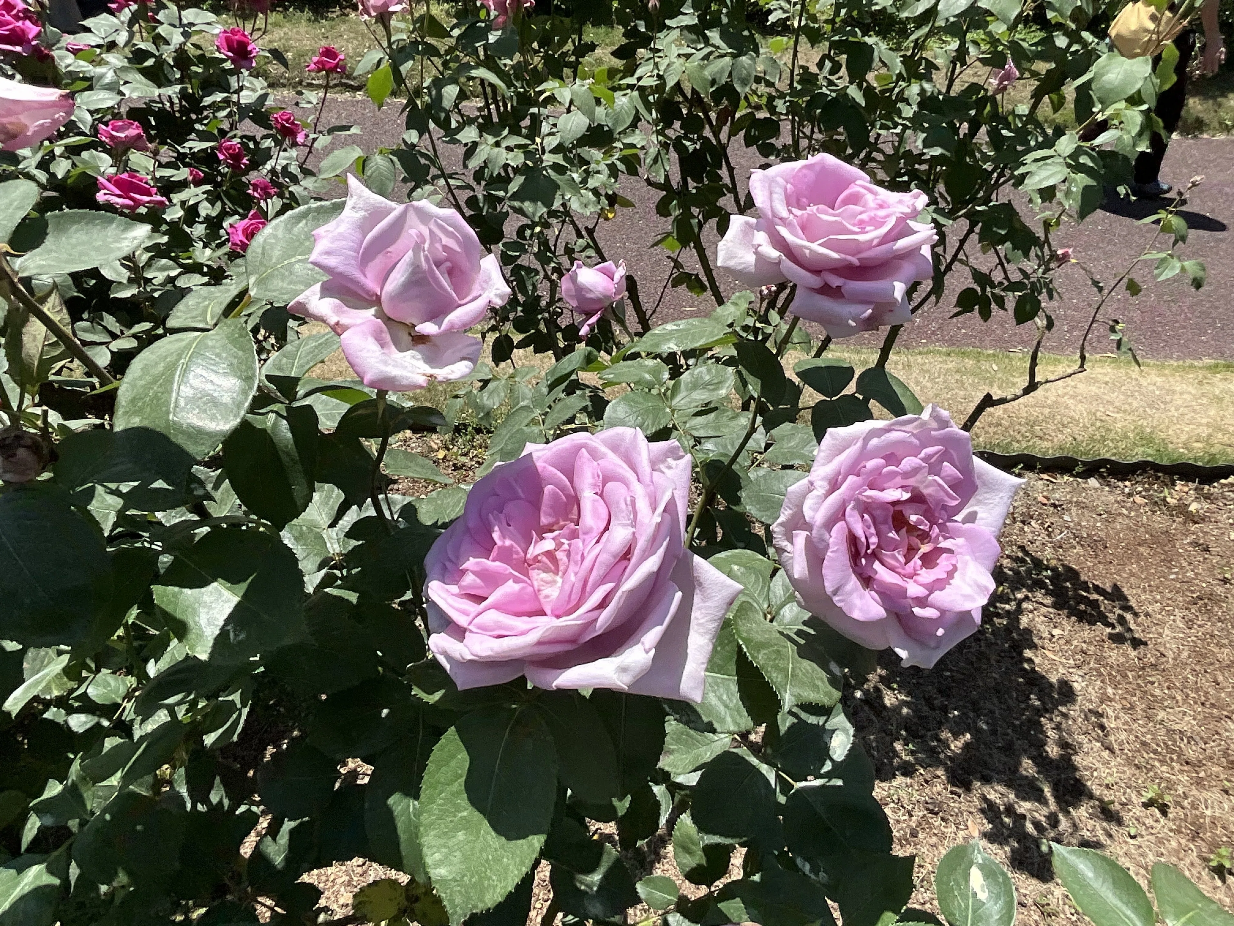 紫野（京都府立植物園）：2026年5月11日（月）｜藤井秀昭（『京都居候
