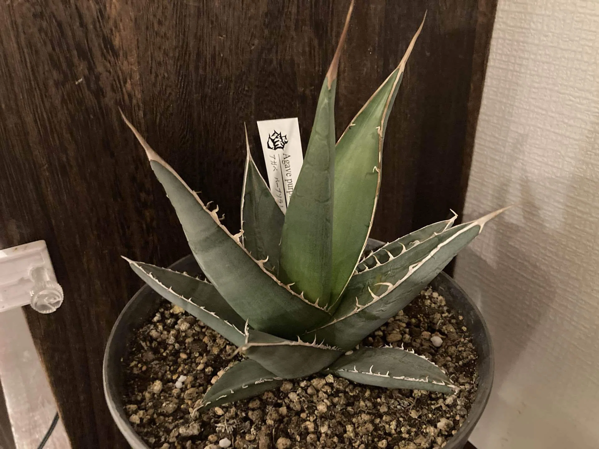 なぜウチのアガベはアロエになるのか？GWに購入した植物の話｜ナダツ