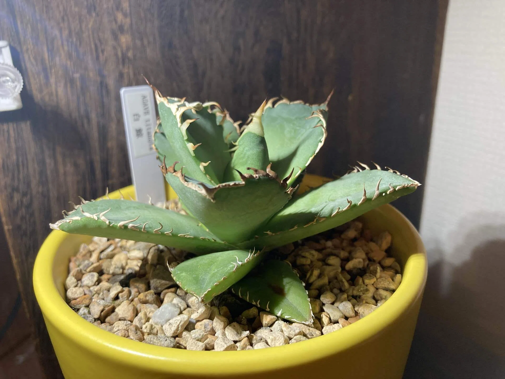 なぜウチのアガベはアロエになるのか？GWに購入した植物の話｜ナダツ