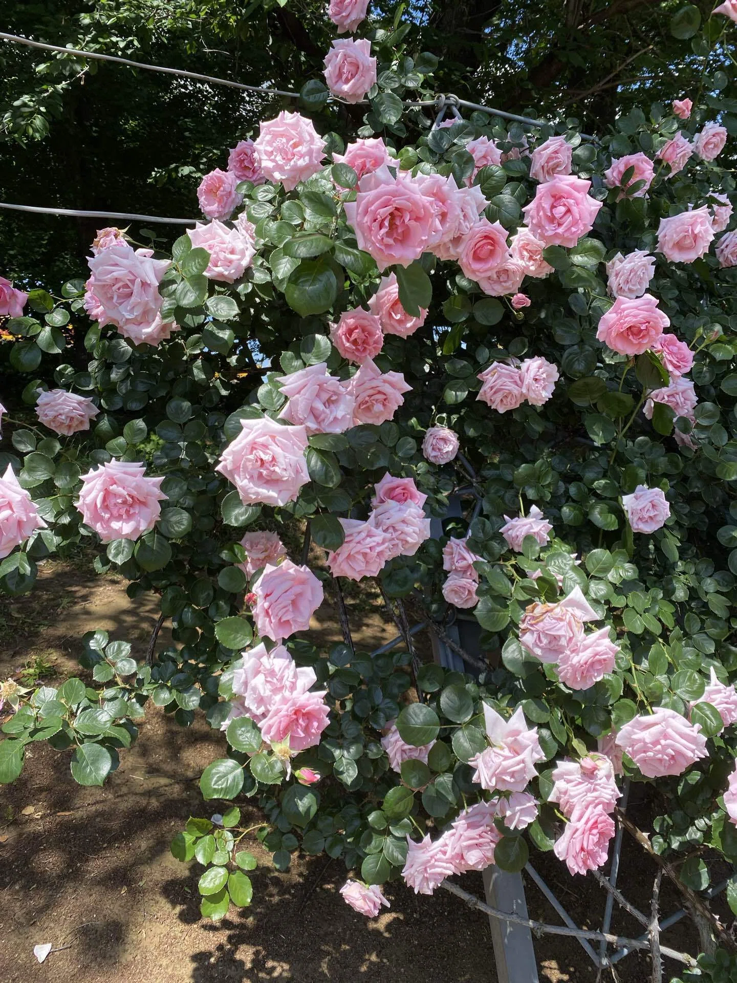 薔薇の花は、美しい！｜岸川珪花【ｺﾐﾃｨｱ156】い63a