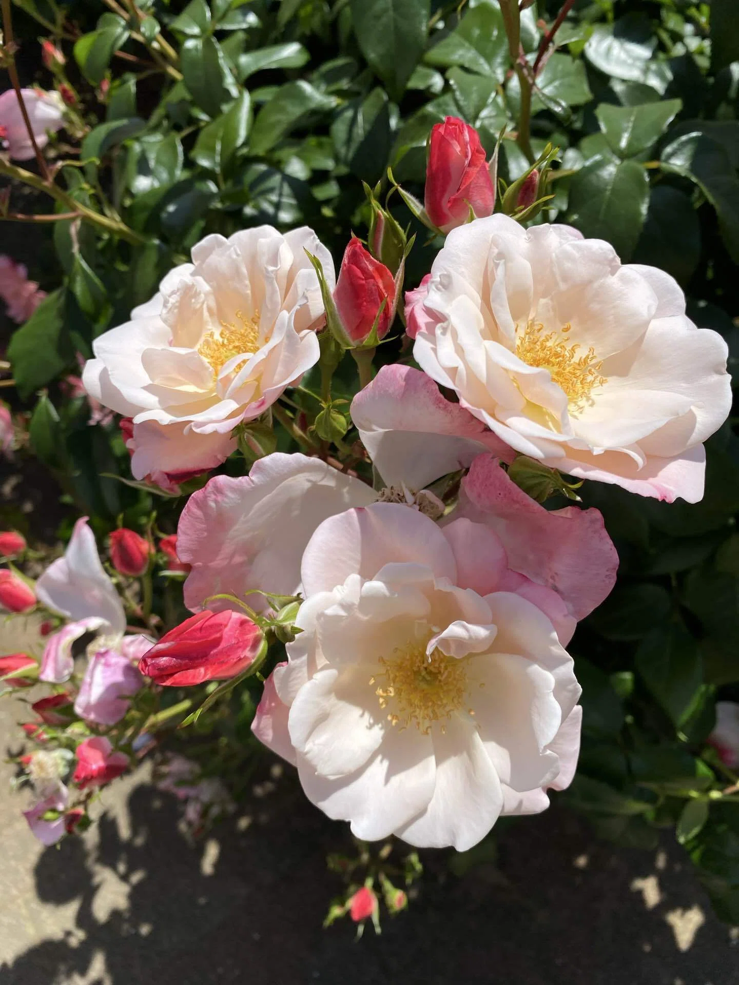 薔薇の花は、美しい！｜岸川珪花【ｺﾐﾃｨｱ156】い63a