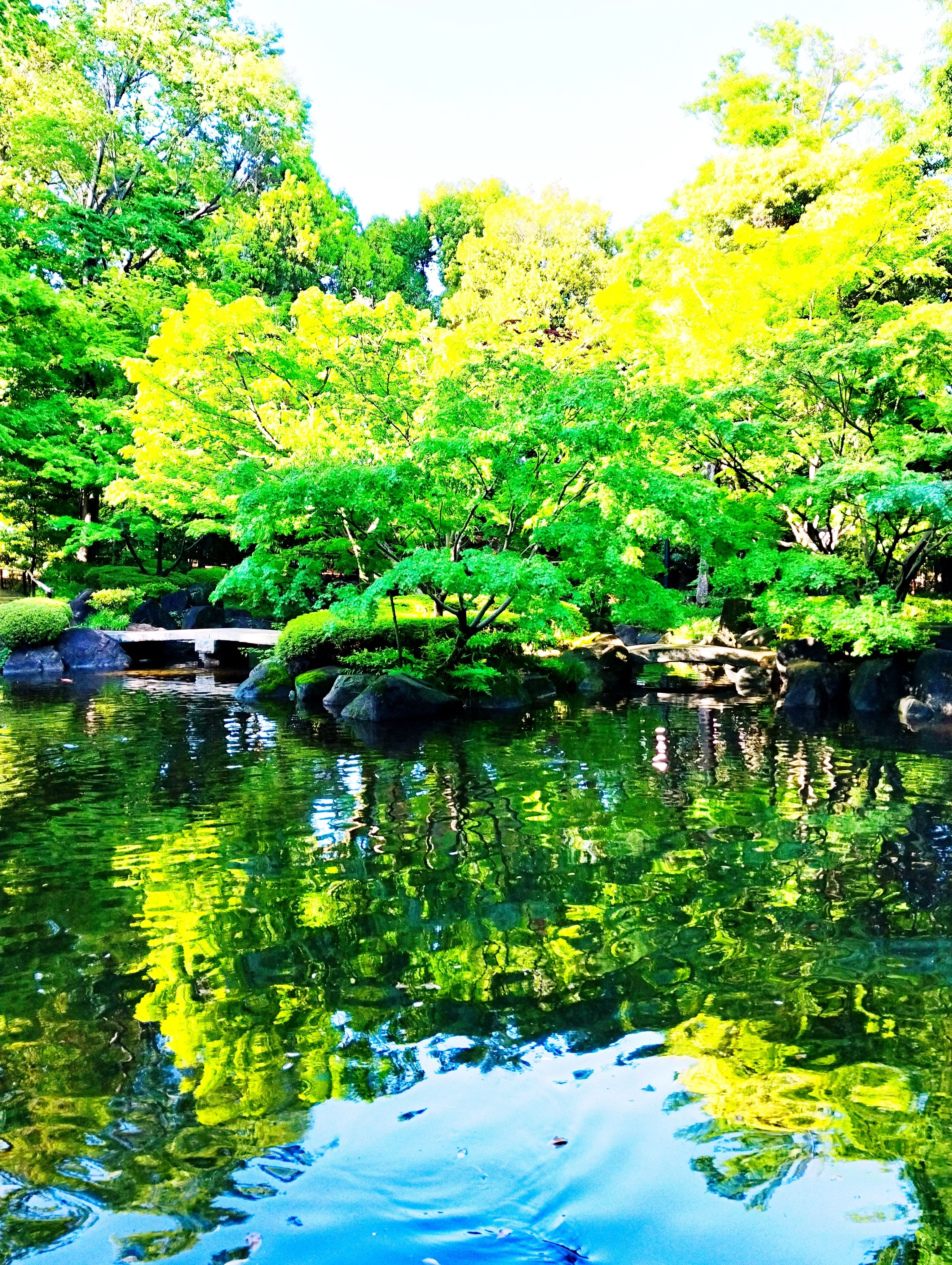 新緑が揺れる水面 雨上がりの5月の庭園を歩く｜椿みきこ🌸季節の花ごよみ