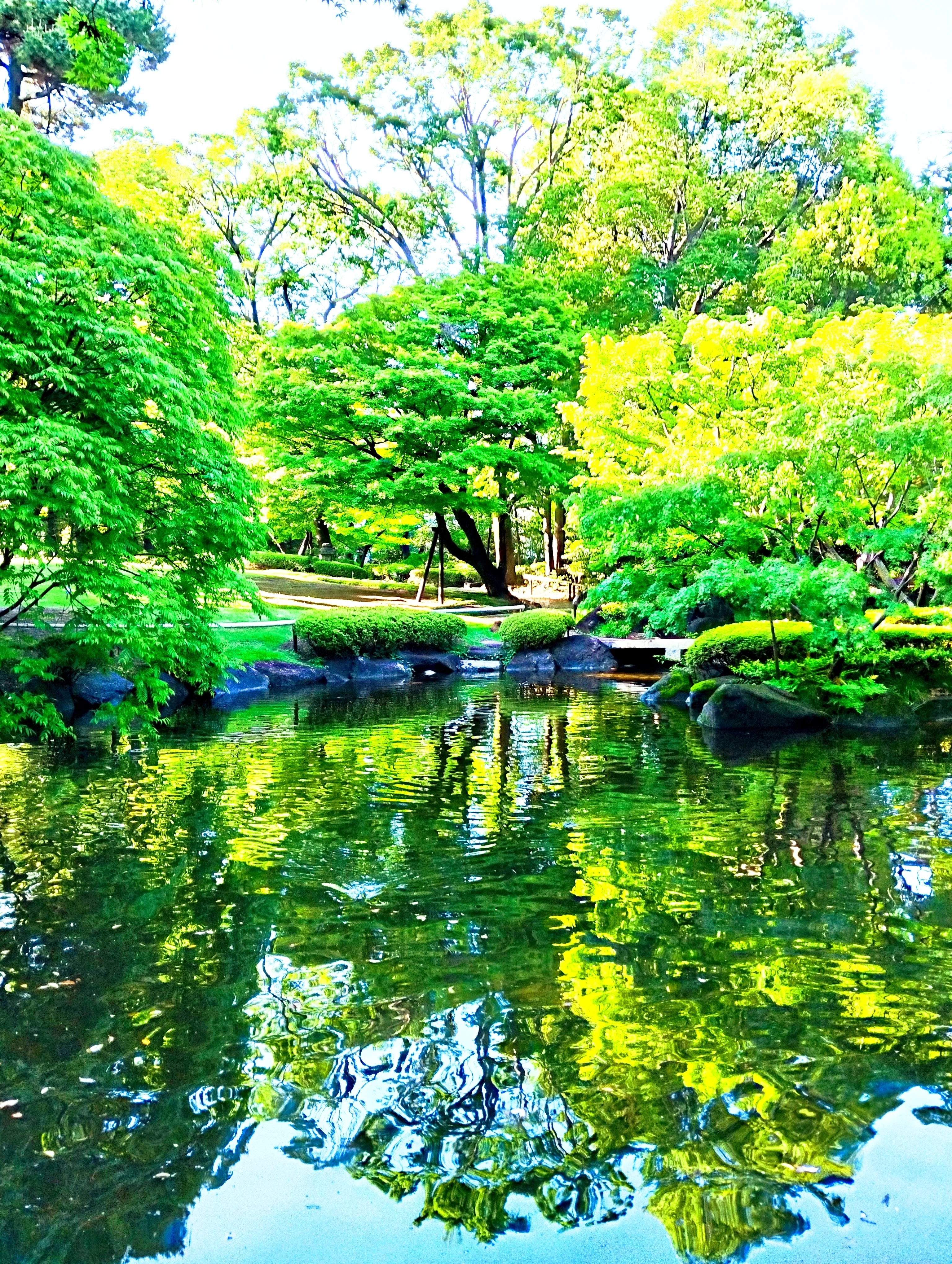 新緑が揺れる水面 雨上がりの5月の庭園を歩く｜椿みきこ🌸季節の花ごよみ