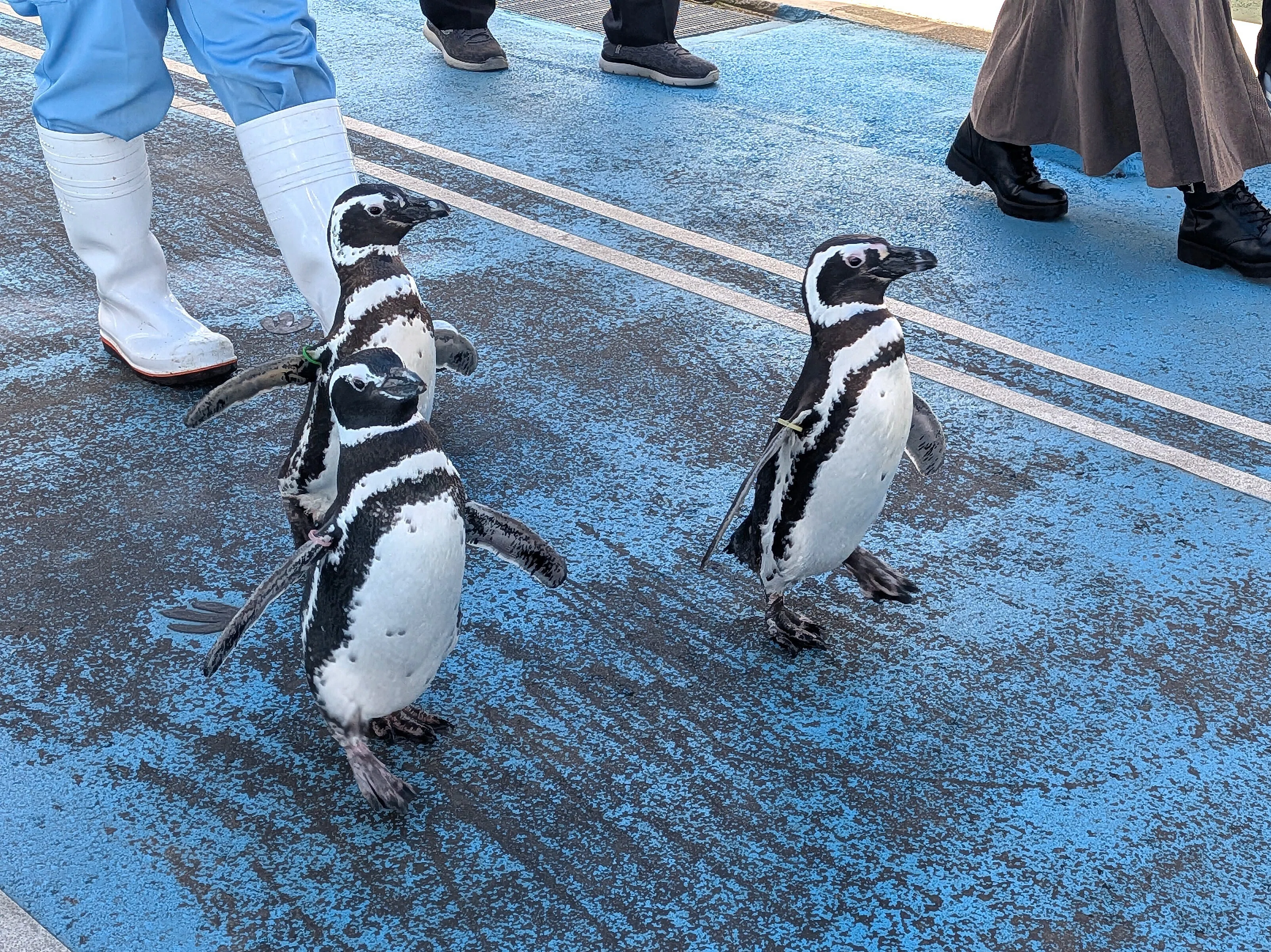世界ペンギンの日】のとじま水族館訪問記｜Yuka
