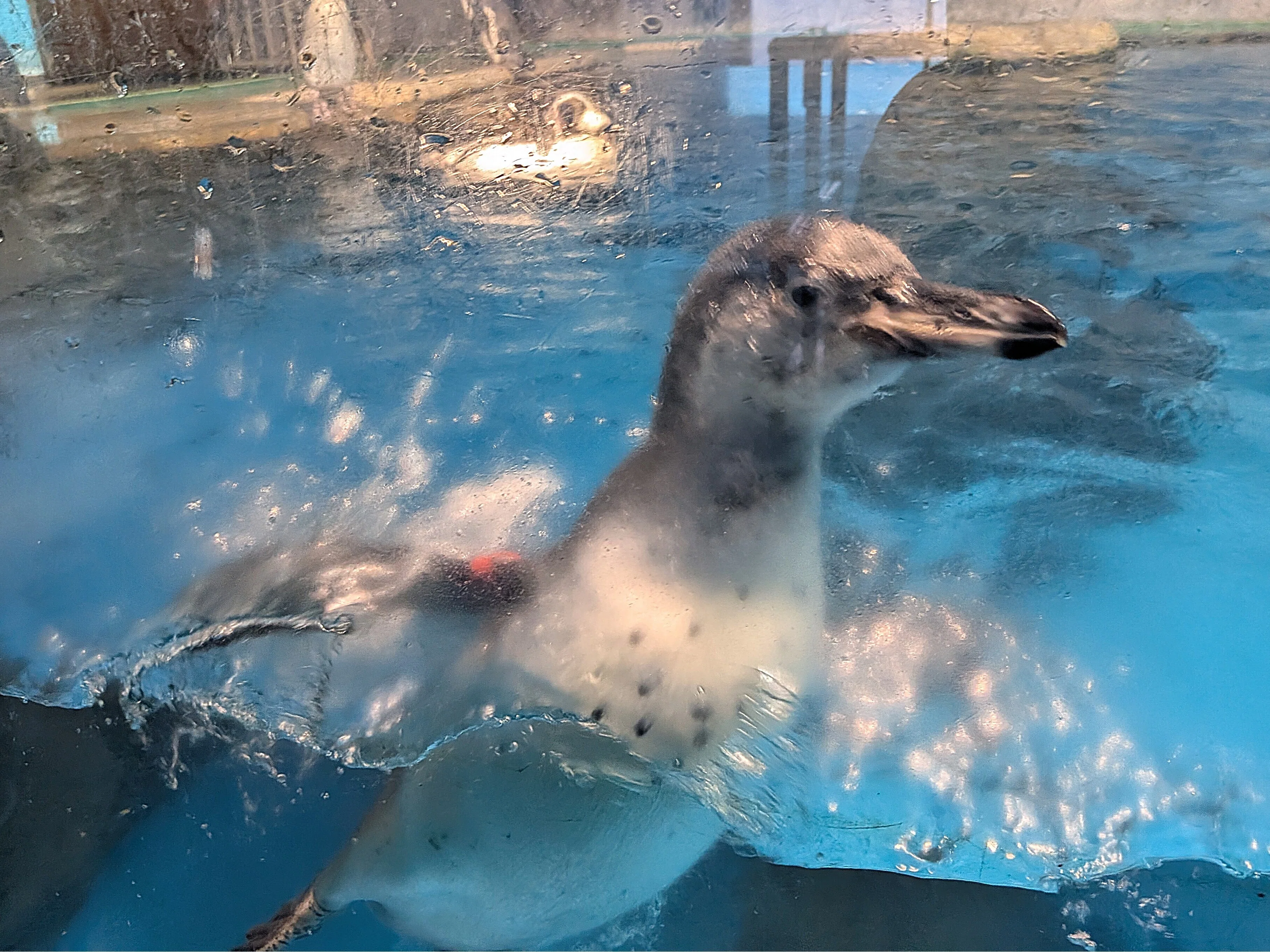 世界ペンギンの日】のとじま水族館訪問記｜Yuka