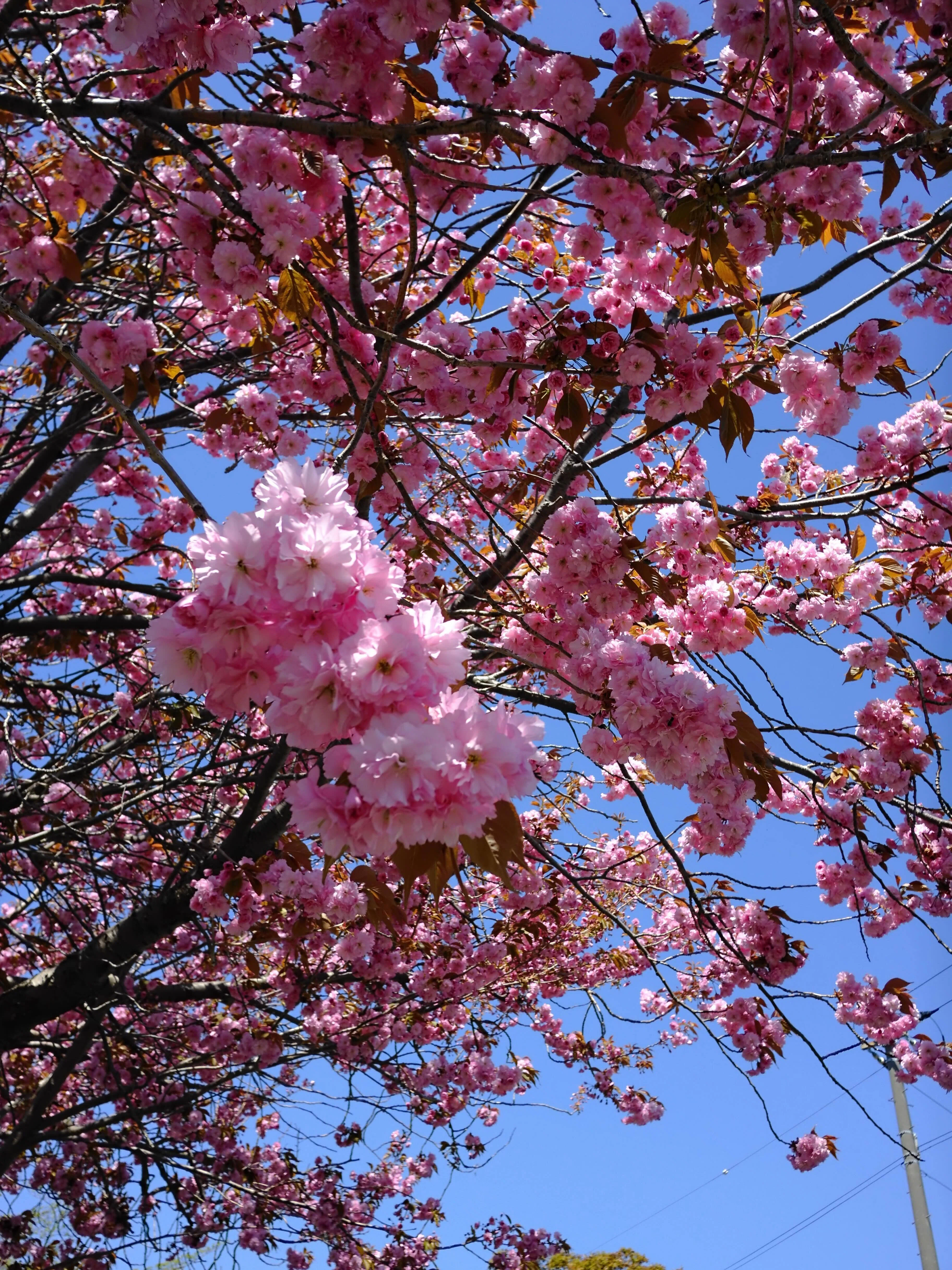 X halfのベルビアは散歩写真に合う？花と桜の作例でレビュー｜No.54