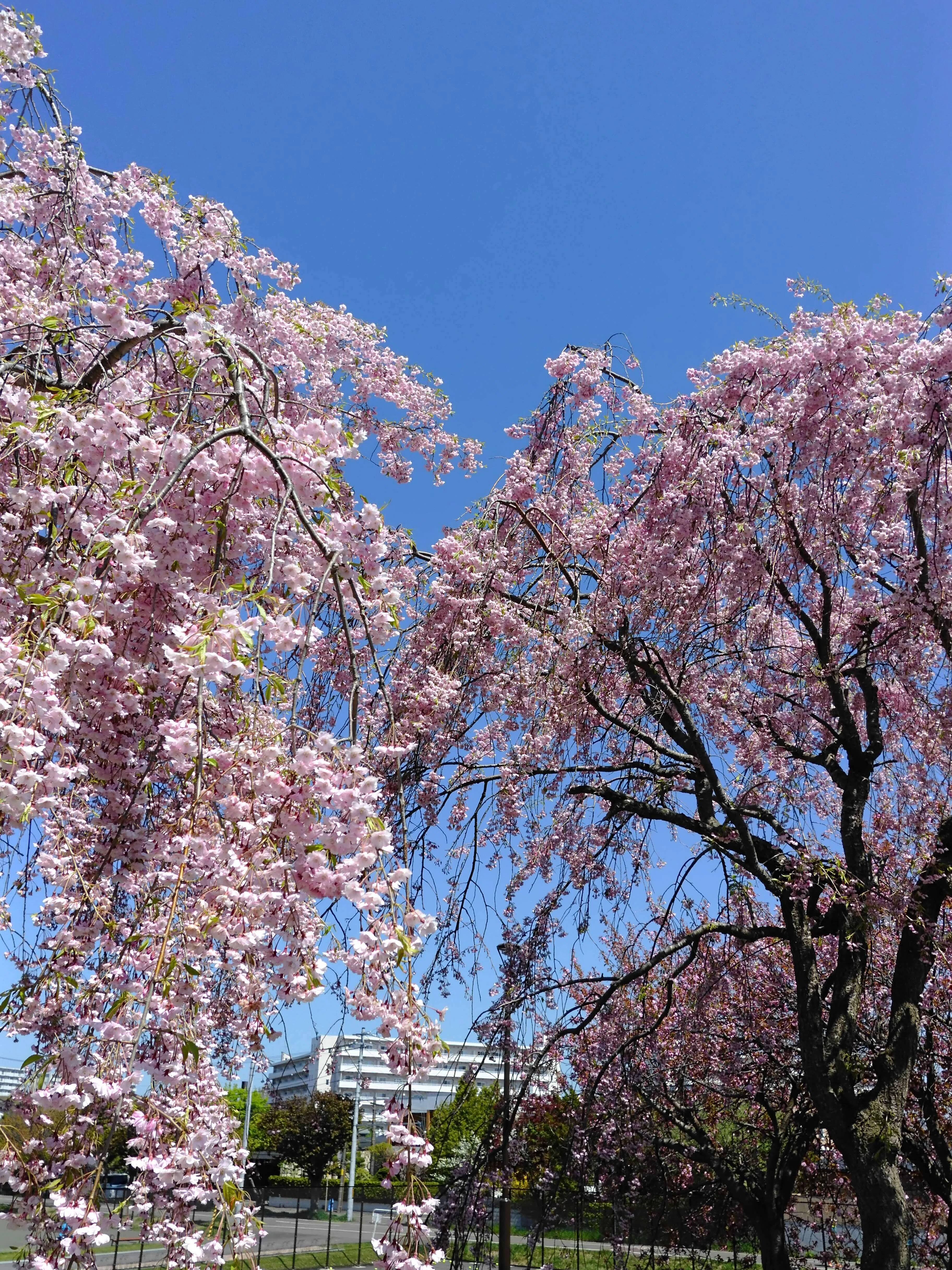 X halfのベルビアは散歩写真に合う？花と桜の作例でレビュー｜No.54