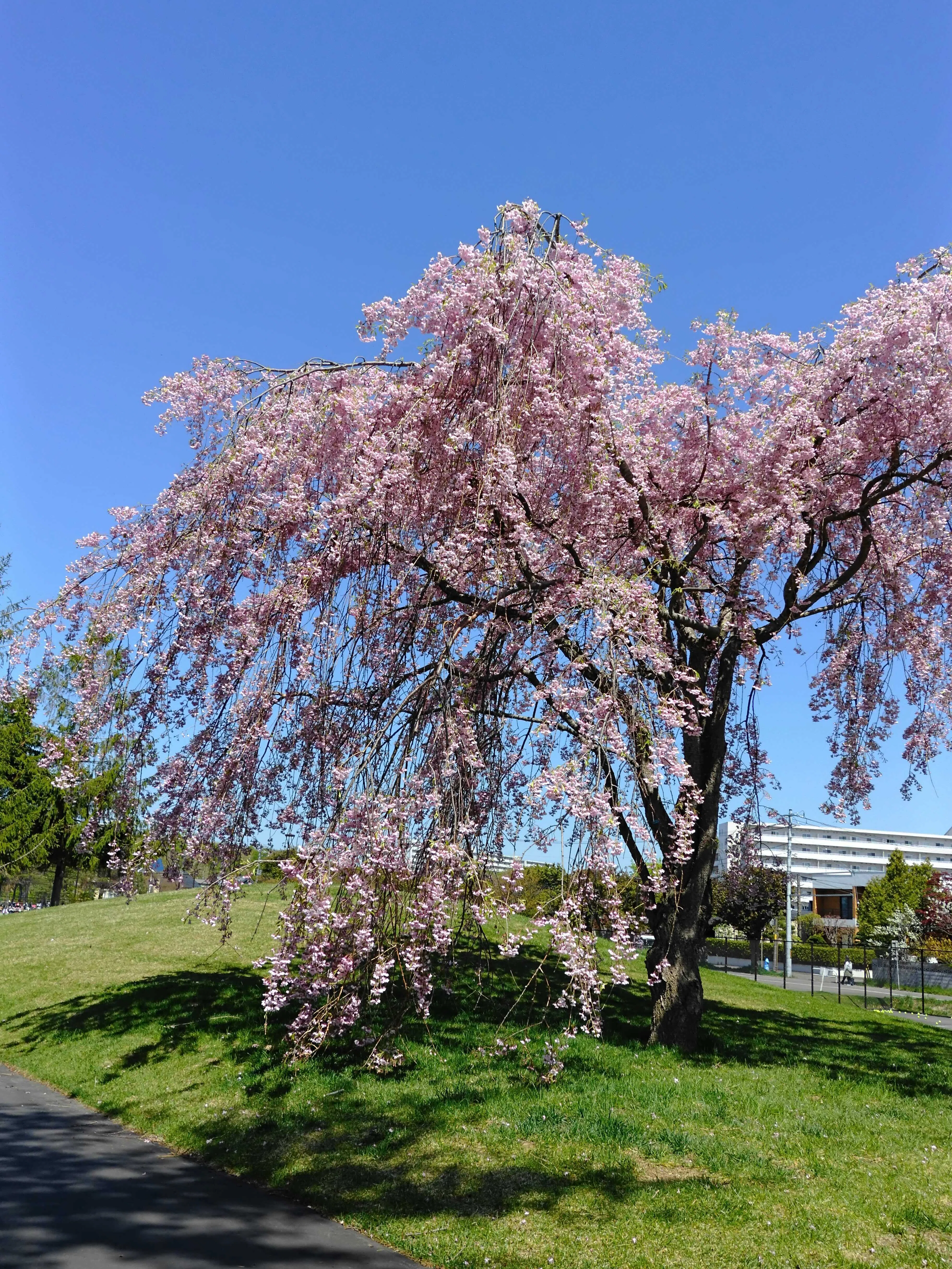 X halfのベルビアは散歩写真に合う？花と桜の作例でレビュー｜No.54