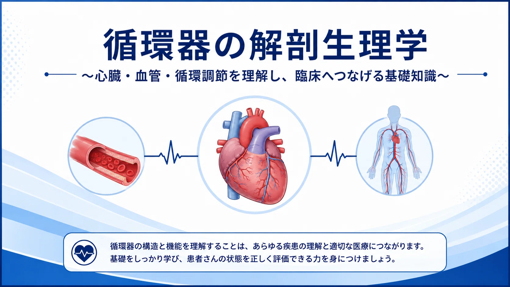 循環器の解剖生理学 完全講義｜心臓・血管・刺激伝導系・循環調節を