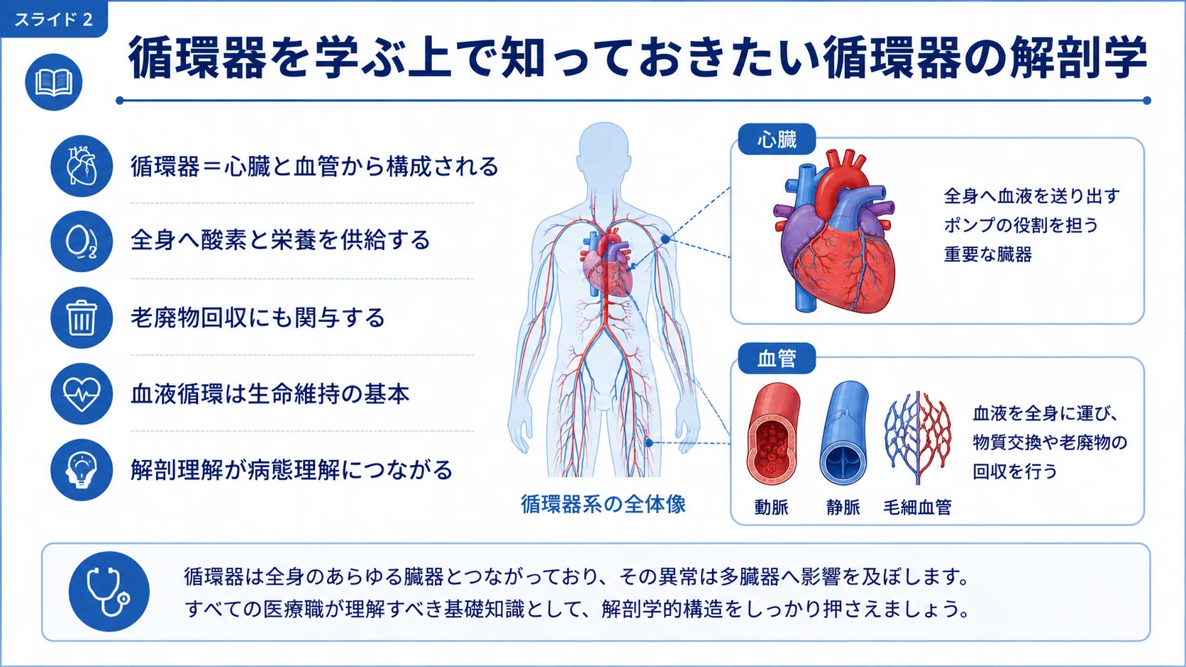 循環器の解剖生理学 完全講義｜心臓・血管・刺激伝導系・循環調節を