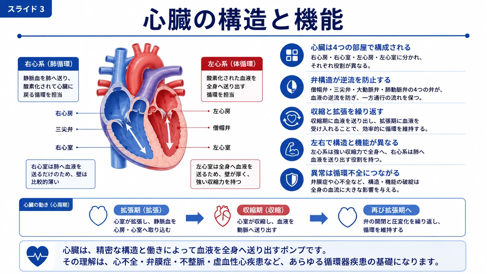 循環器の解剖生理学 完全講義｜心臓・血管・刺激伝導系・循環調節を