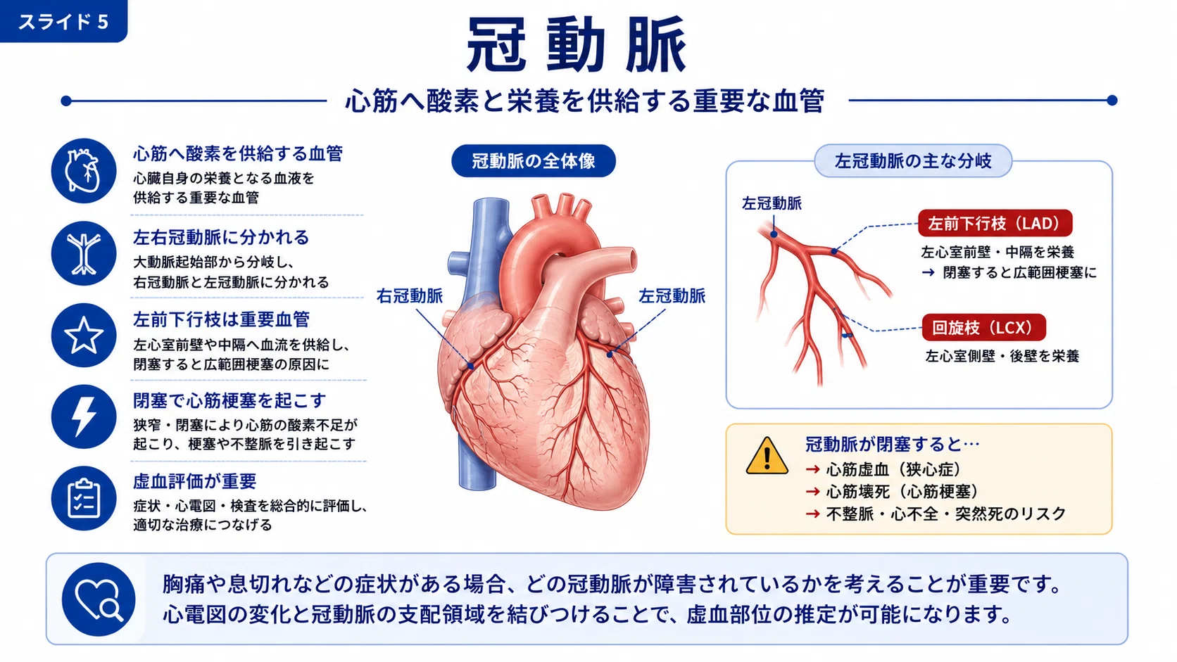 循環器の解剖生理学 完全講義｜心臓・血管・刺激伝導系・循環調節を