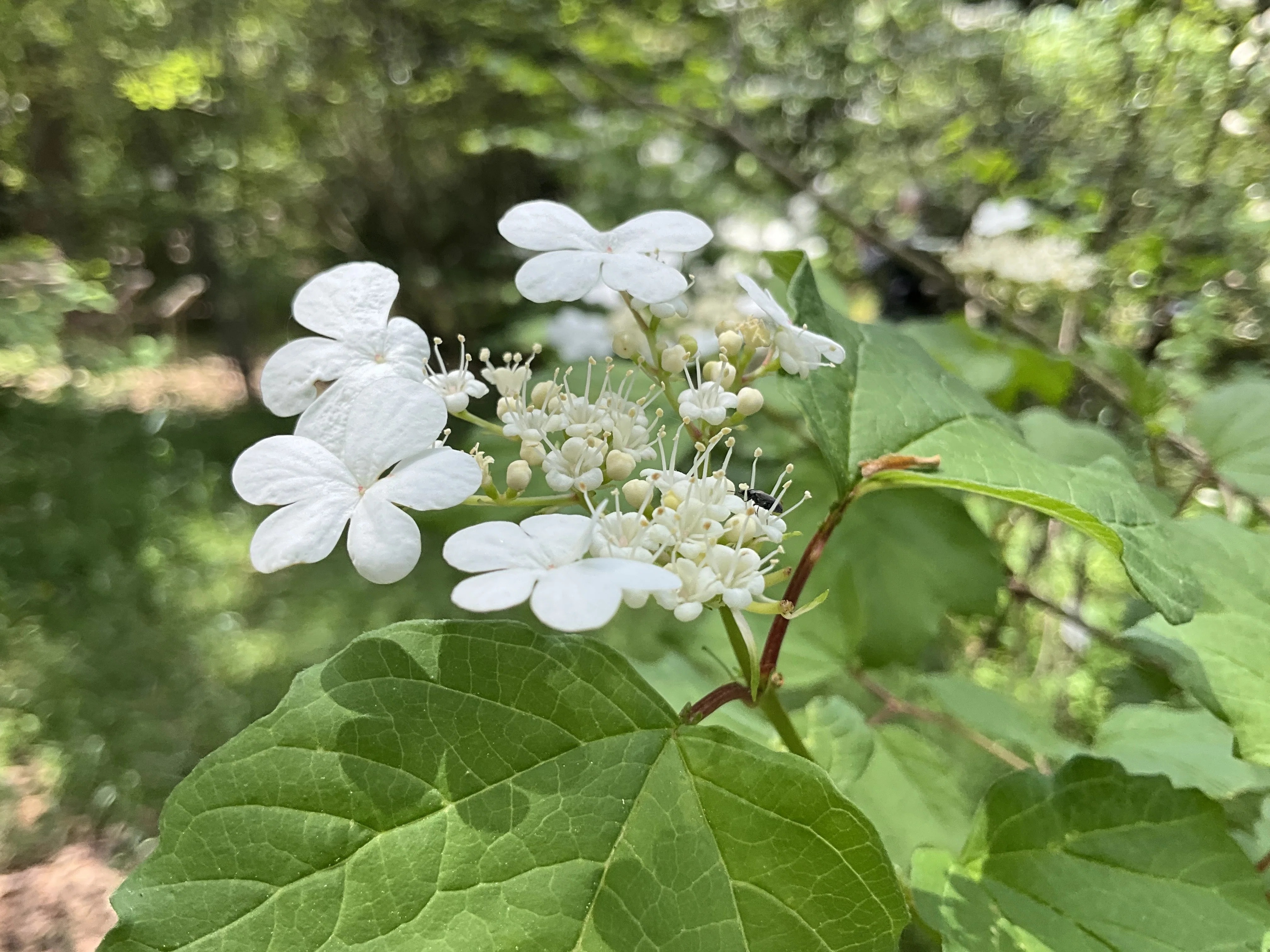 カンボク（京都府立植物園）：2026年5月11日（月）｜藤井秀昭（『京都