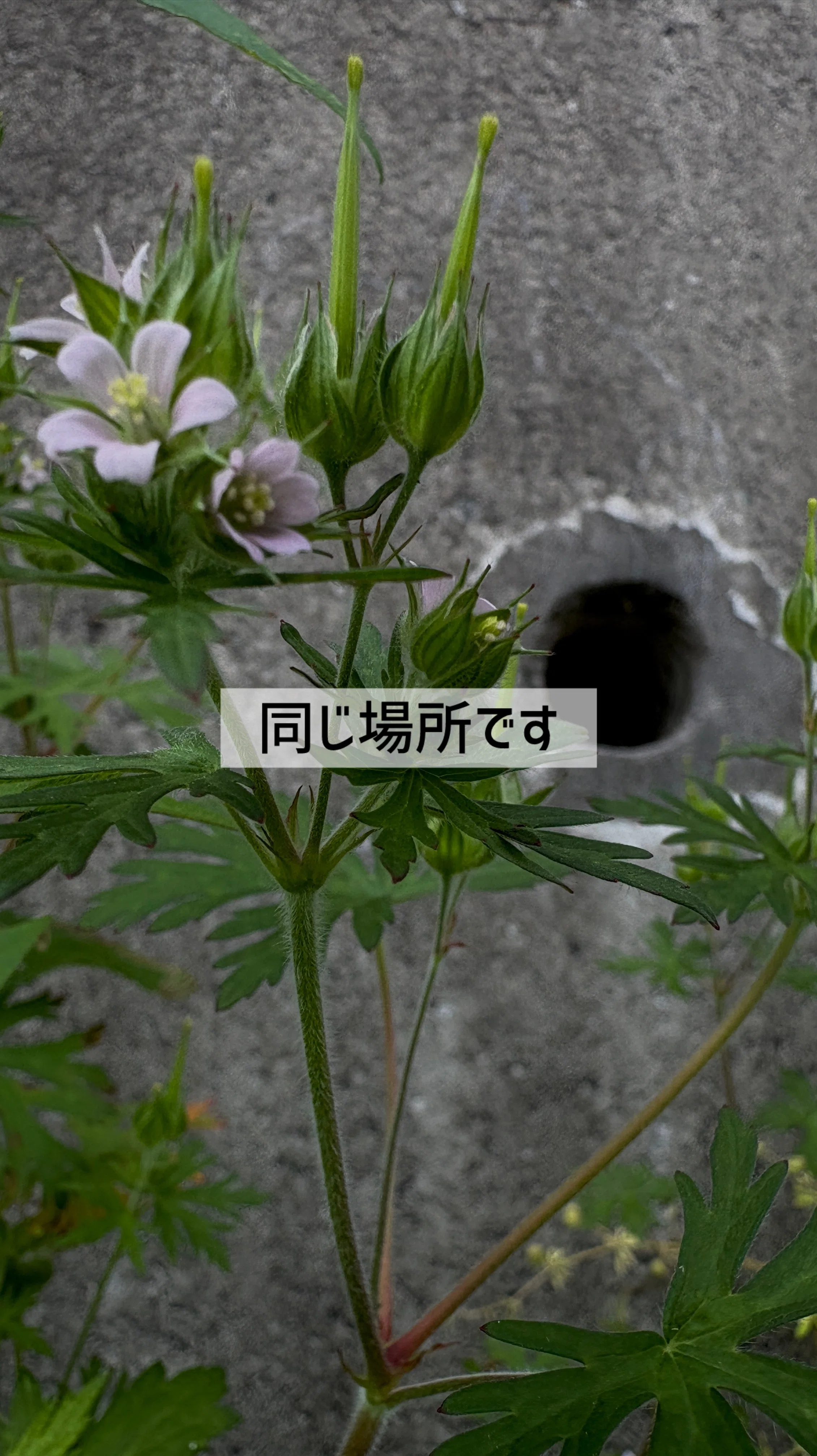 動く雑草 これ何の雑草か分かる？どうやって駆除すればいい？ : r/lawncare