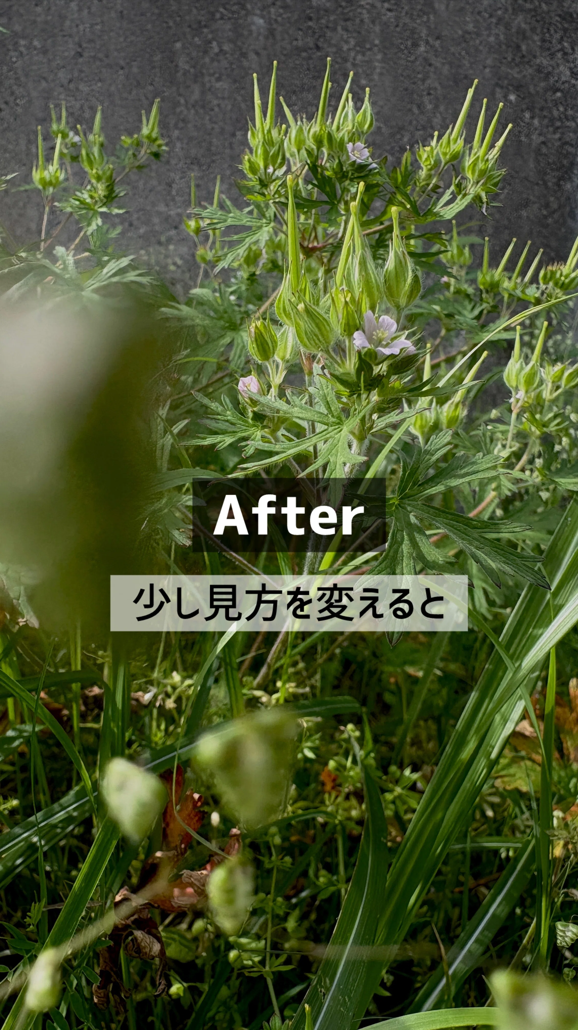 🌱「雑草」が、少し面白く見えてくる3日間（無料PDF）｜自然の彩り｜Tantan