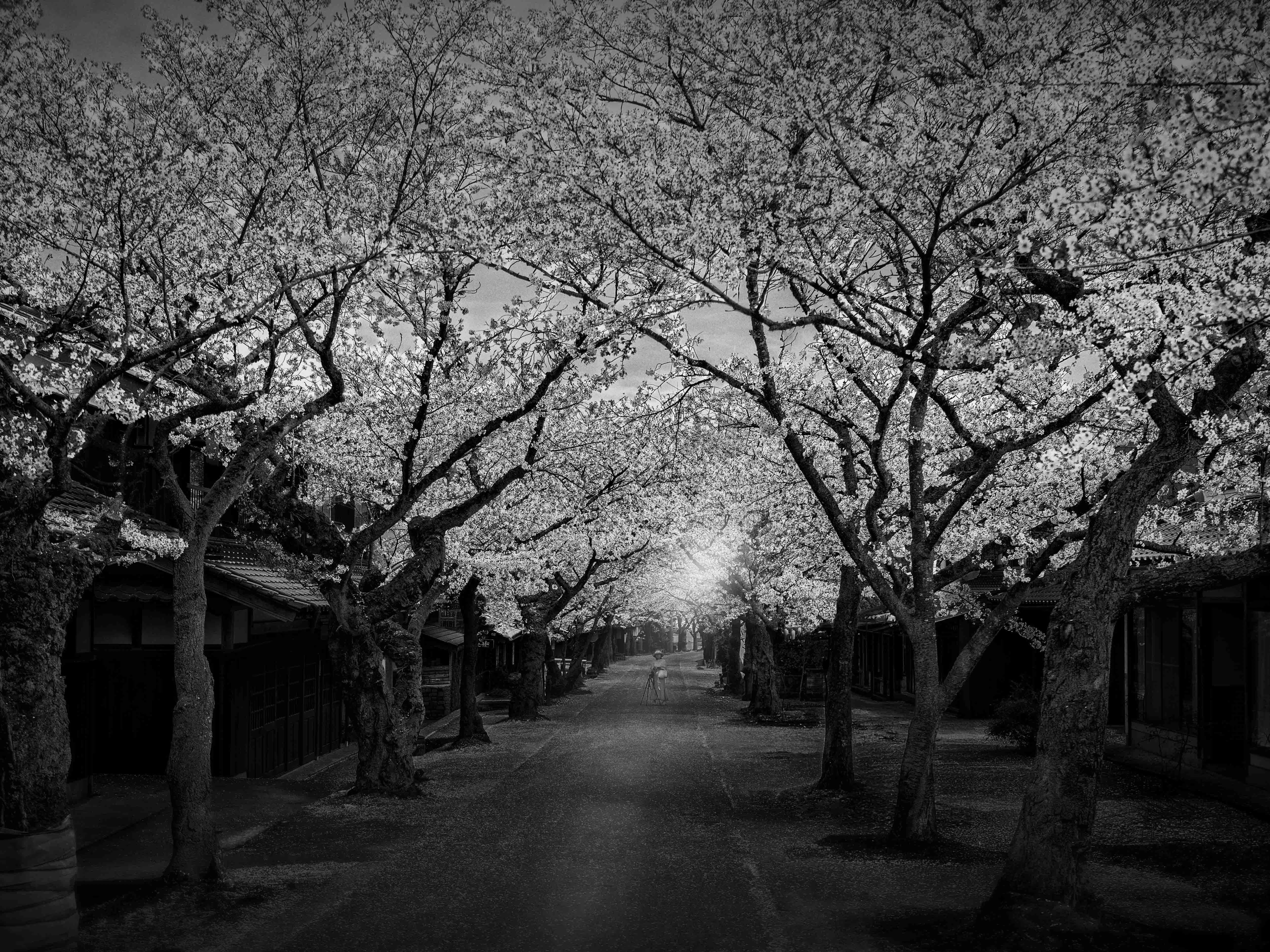 Ink Cherry Blossoms -Three Scenes of Triumphant Cherry Blossoms