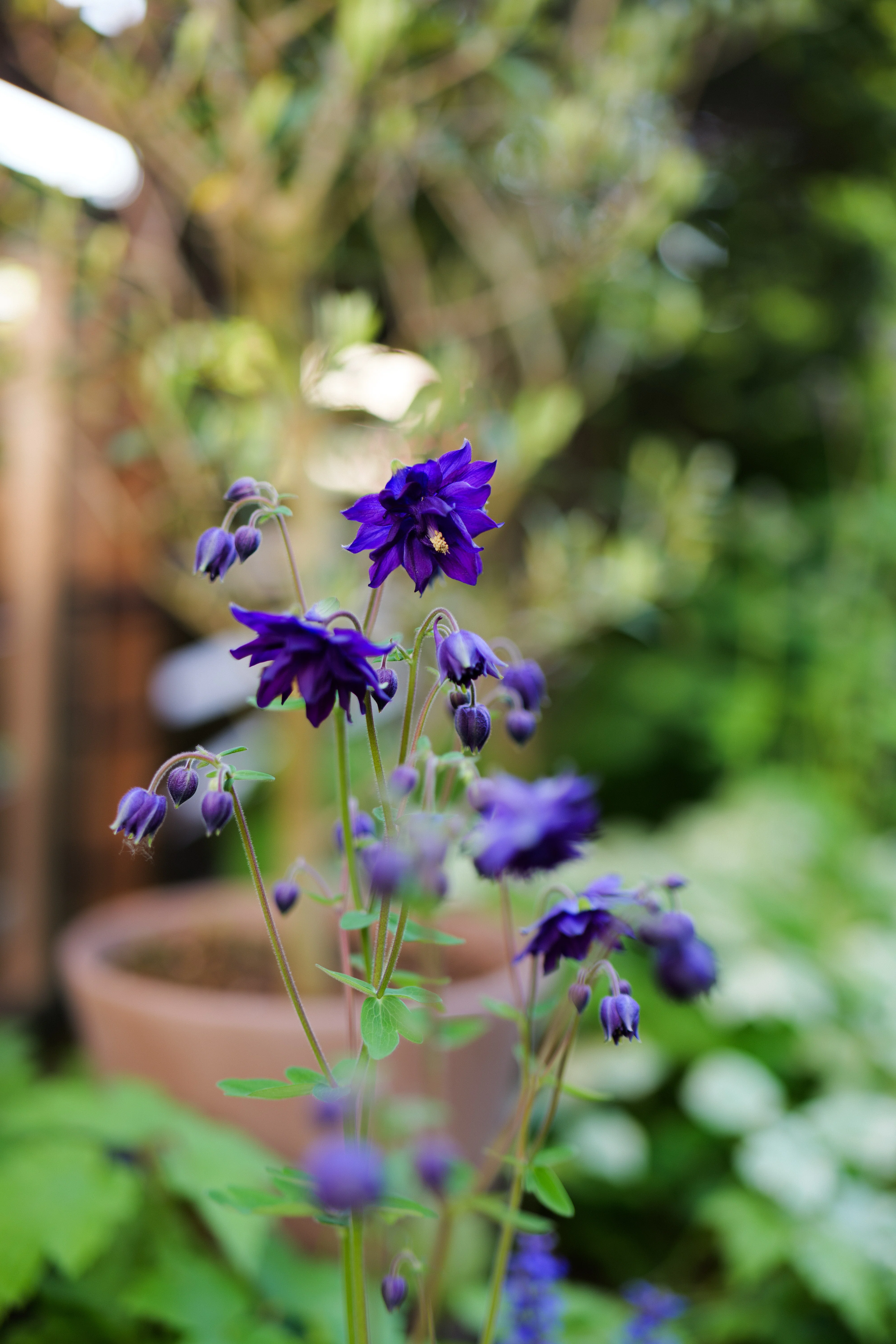 5月11日の庭 オダマキの開花とバラの蕾【LUMIXS9】｜オレソト/あした俺