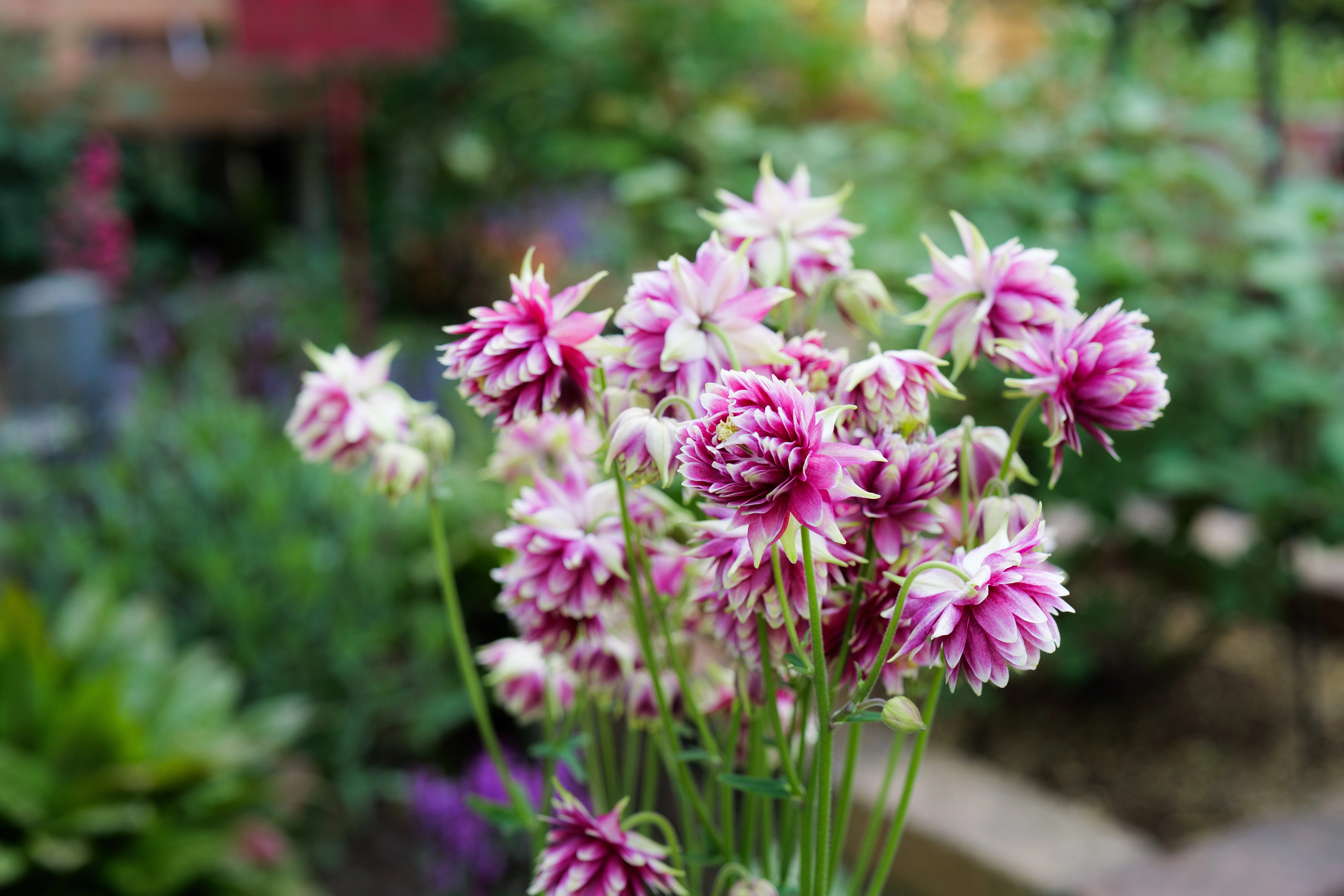5月11日の庭 オダマキの開花とバラの蕾【LUMIXS9】｜オレソト/あした俺
