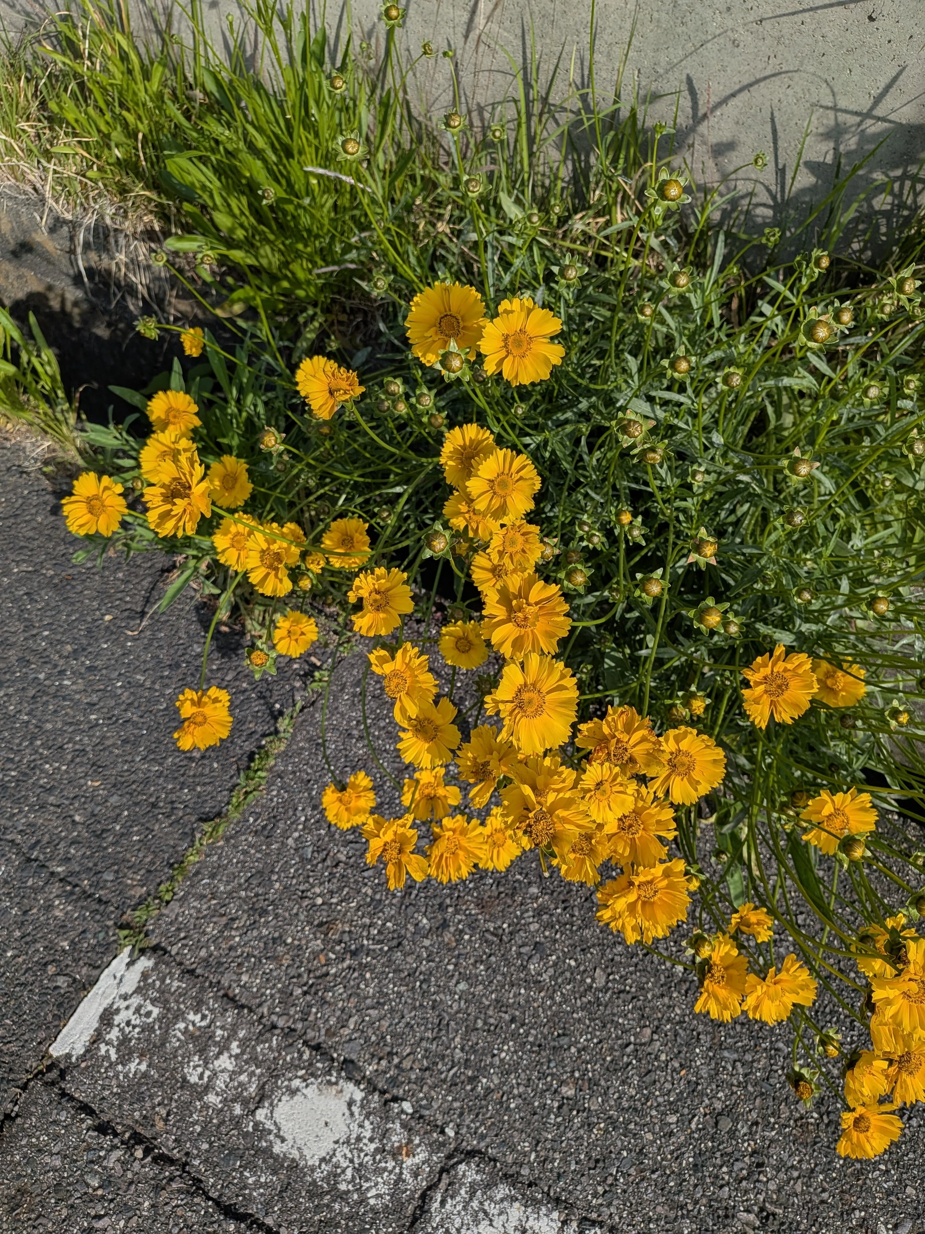 えうれかさんぽ】オオキンケイギク（大金鶏菊）｜Lama Lama