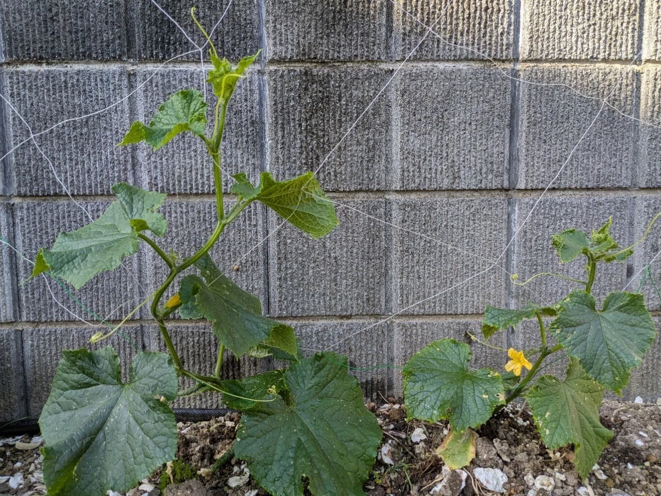 第326弾】庭の片隅から続いていく──夏野菜シリーズ2026、きゅうりの