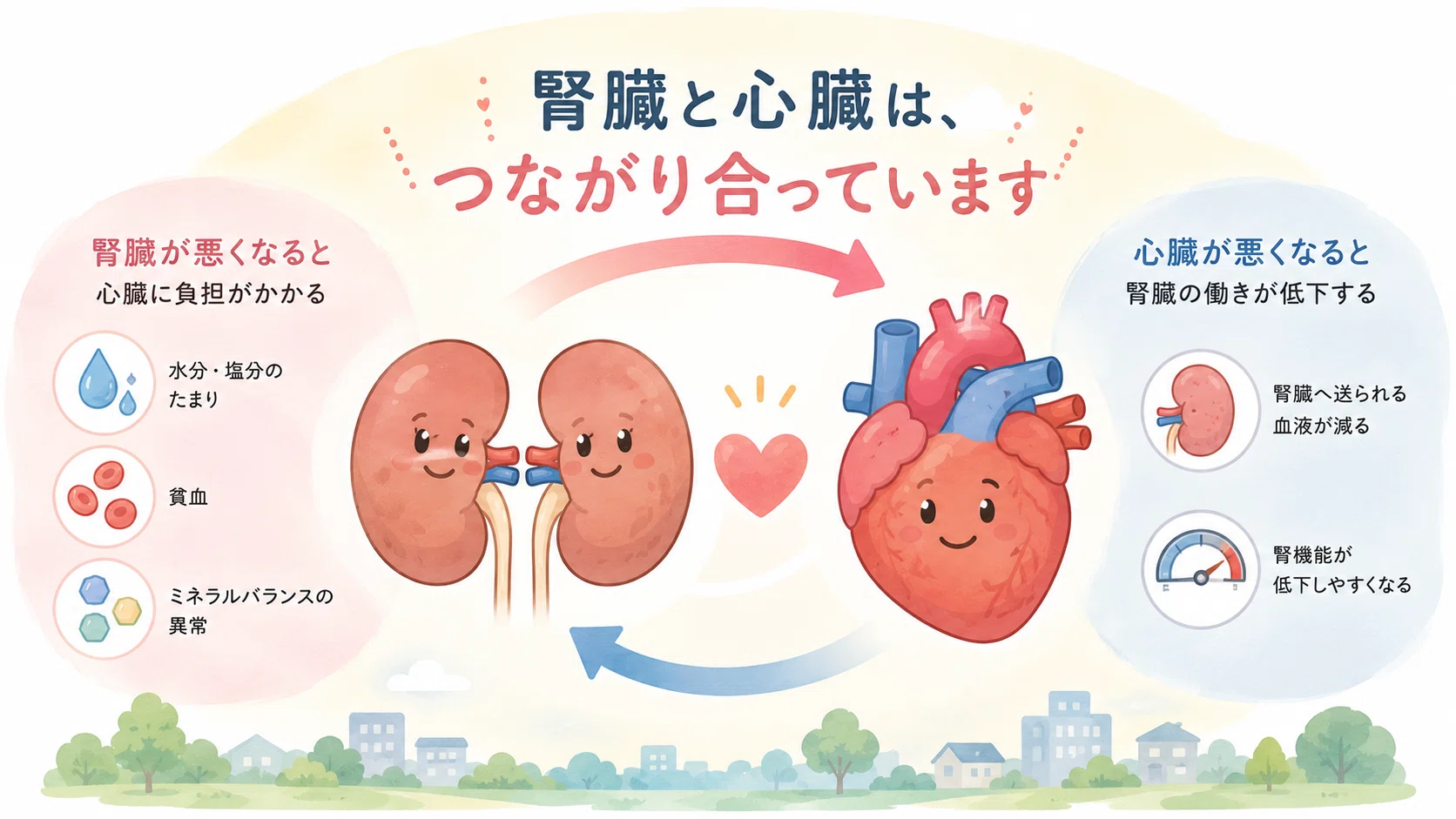 第3回：腎臓と心臓の意外なつながり（CKD）｜こはく堂薬局