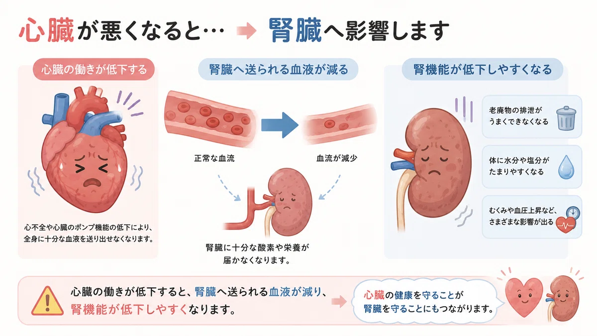 心不全と腎機能