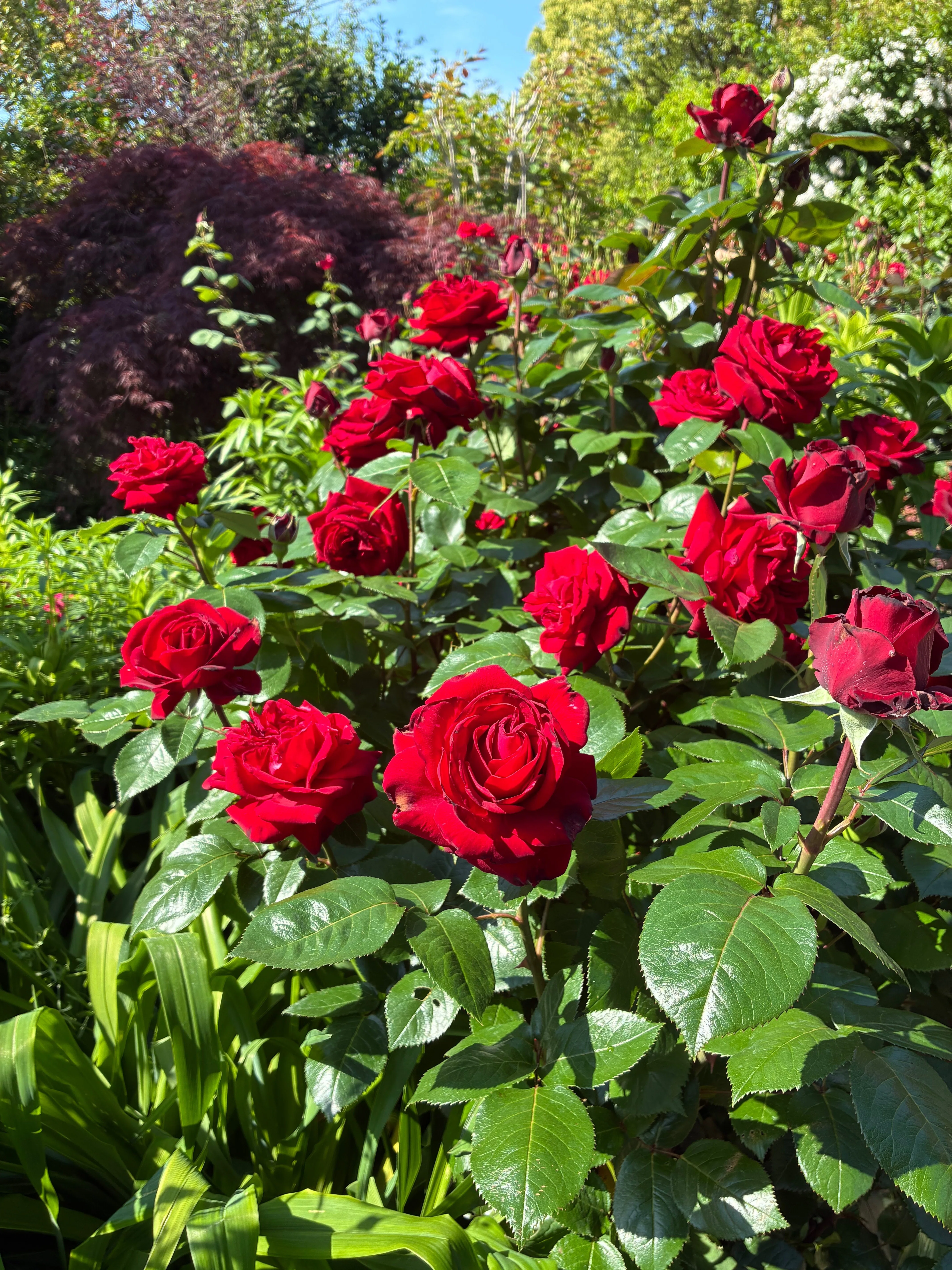 私が横浜イングリッシュガーデンの年間会員になったのは、薔薇の花を見