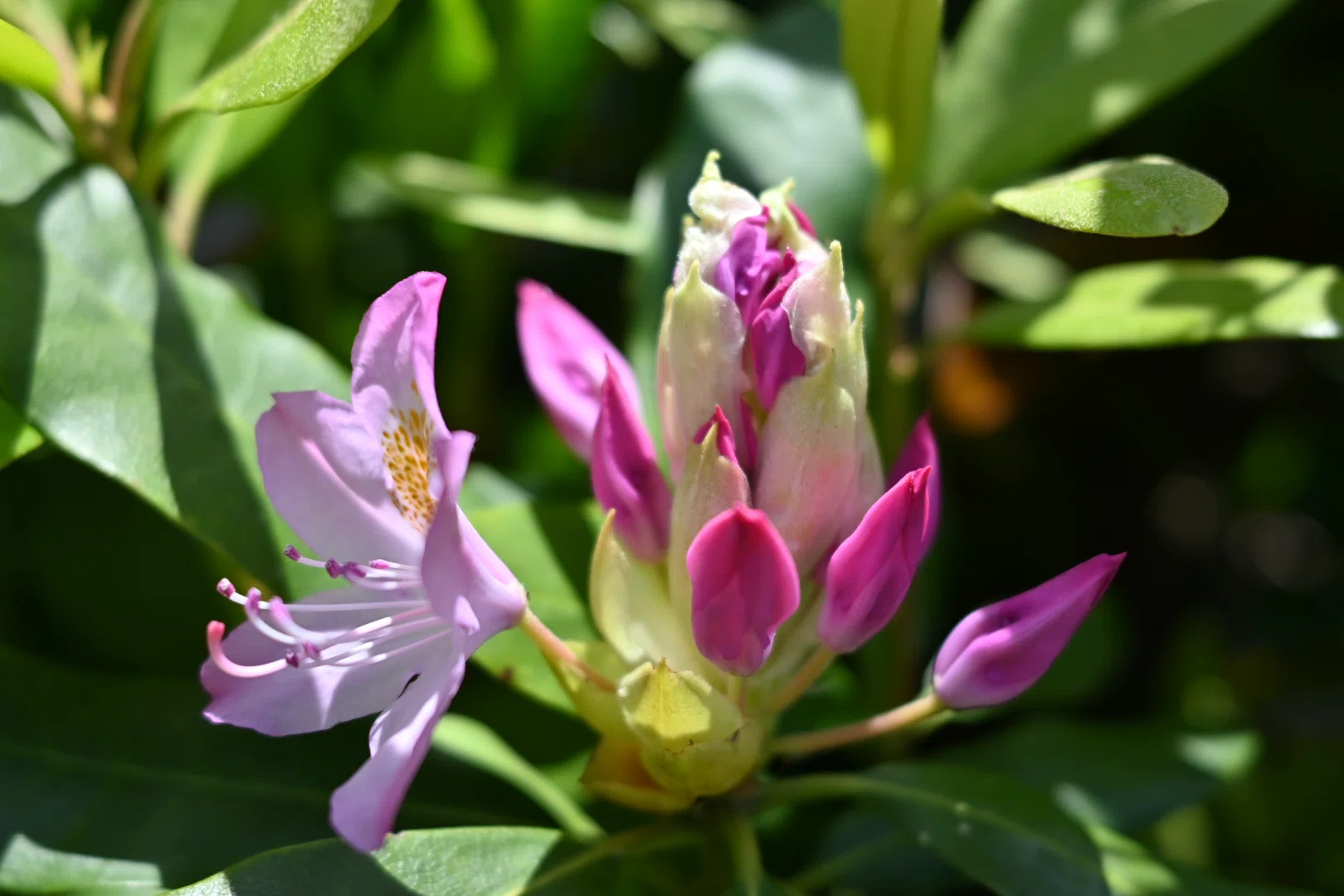 石楠花(シャクナゲ)が咲いた｜SuzukenSambar