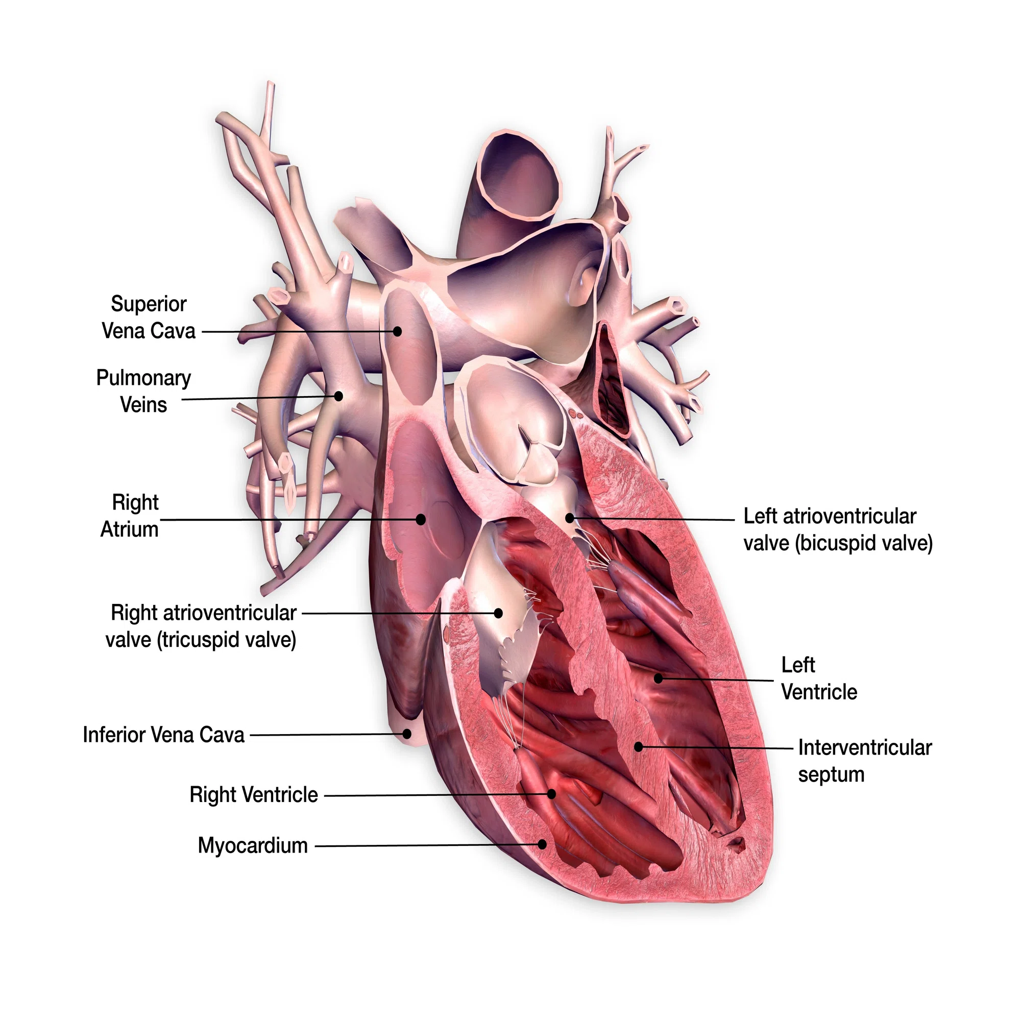 大静脈｜Theme Japan