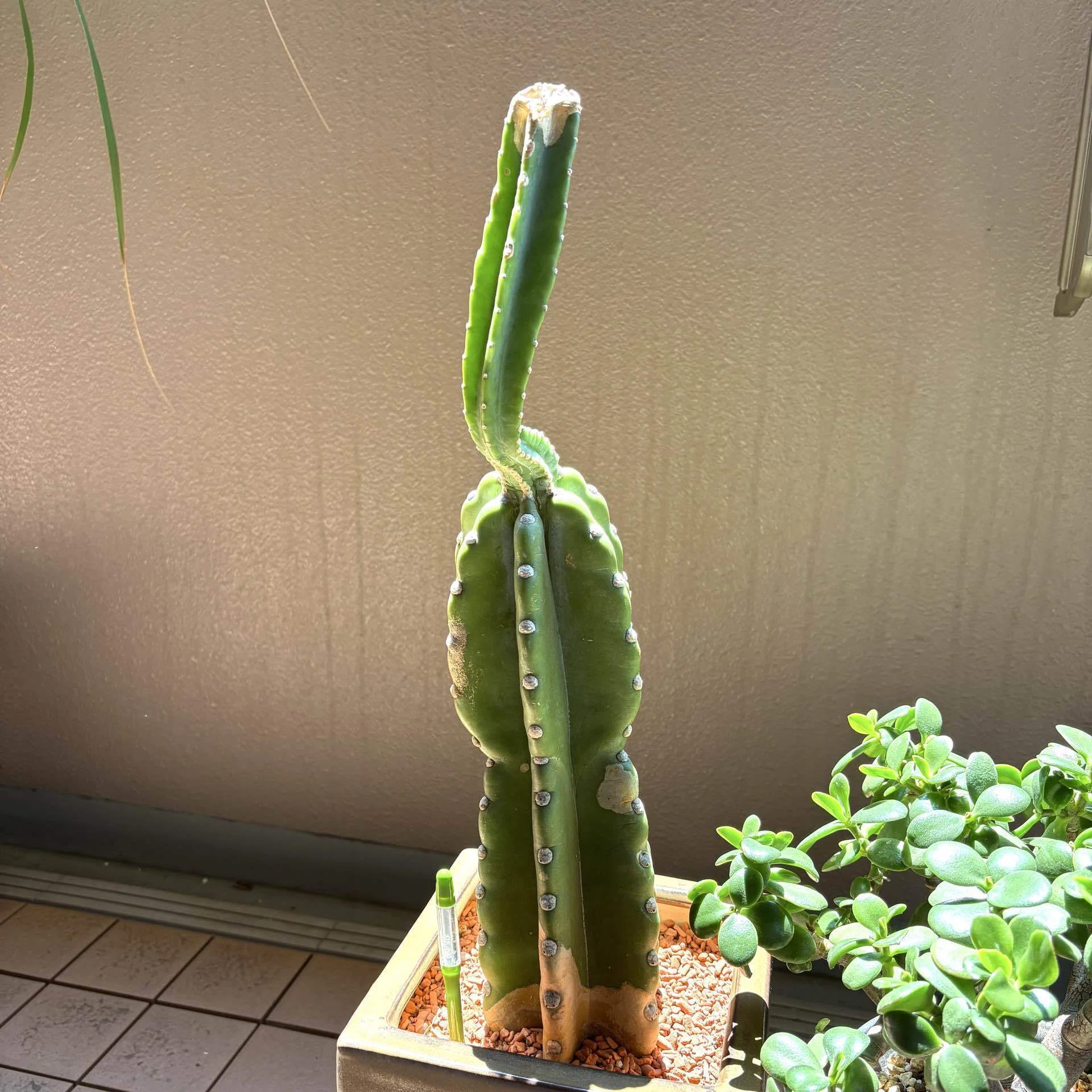 20年以上経った柱サボテンを植替えてみた｜ドラゴン・スー