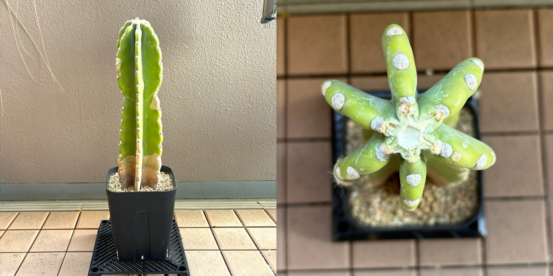 20年以上経った柱サボテンを植替えてみた｜ドラゴン・スー