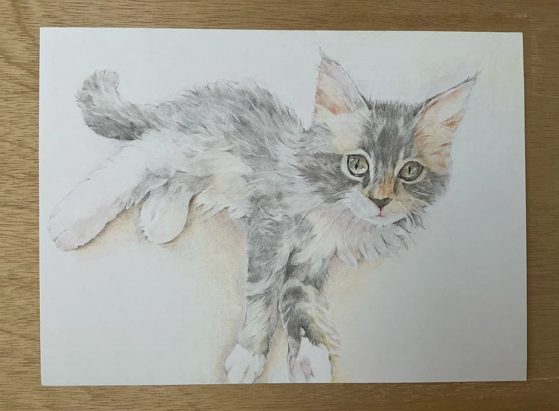 もふもふ特等席 色鉛筆画 ふわふわ子猫 色鉛筆画｜ぎんなん