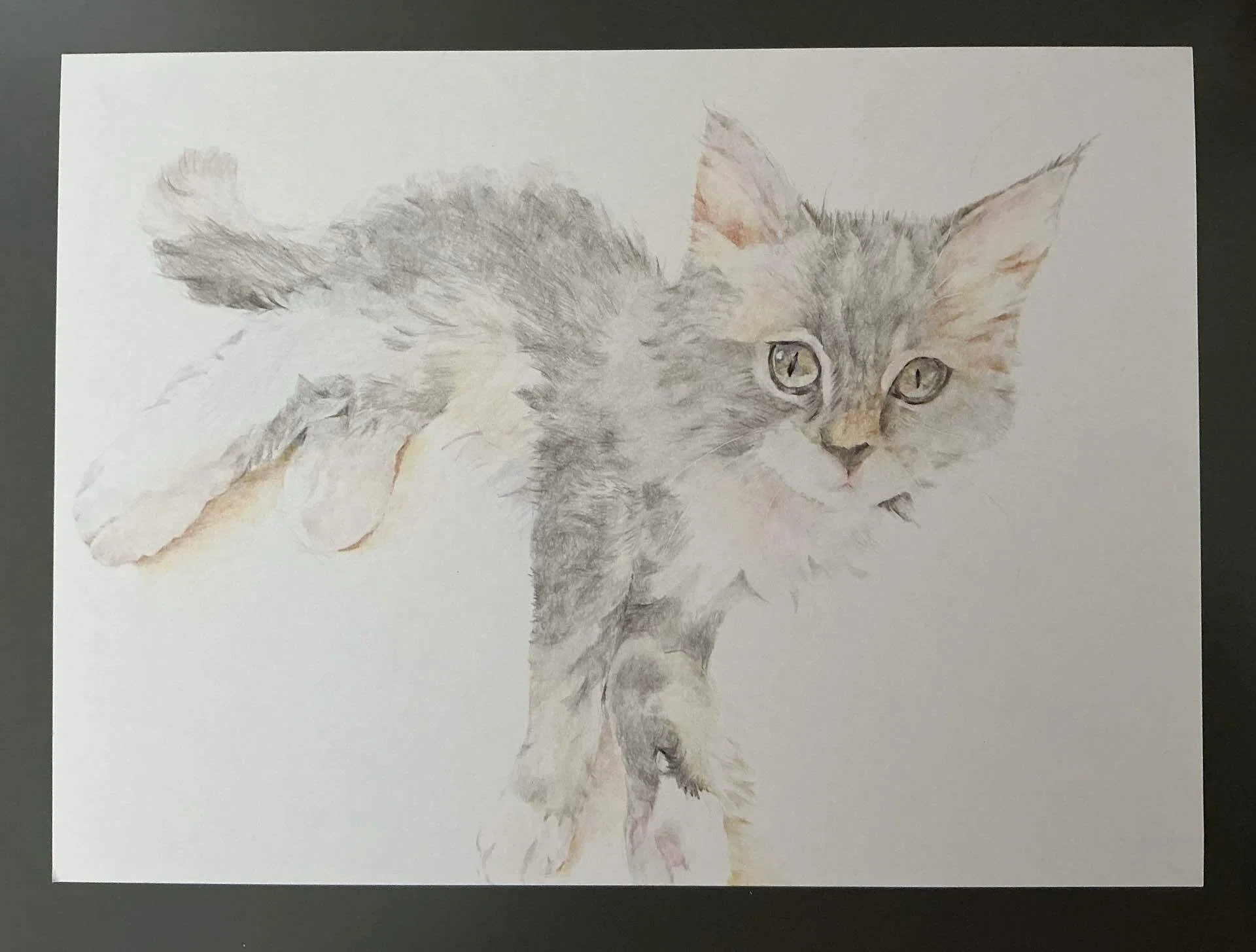 ふわふわ子猫 色鉛筆画｜ぎんなん